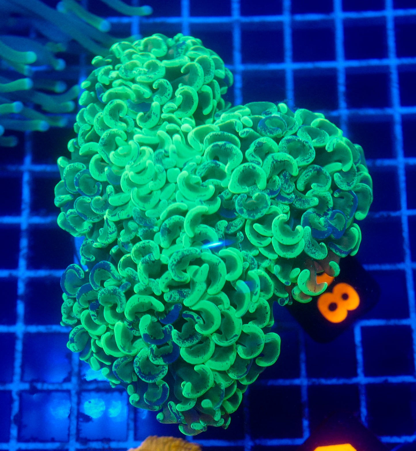 (WYSIWYG) Toxic Wall Hammer