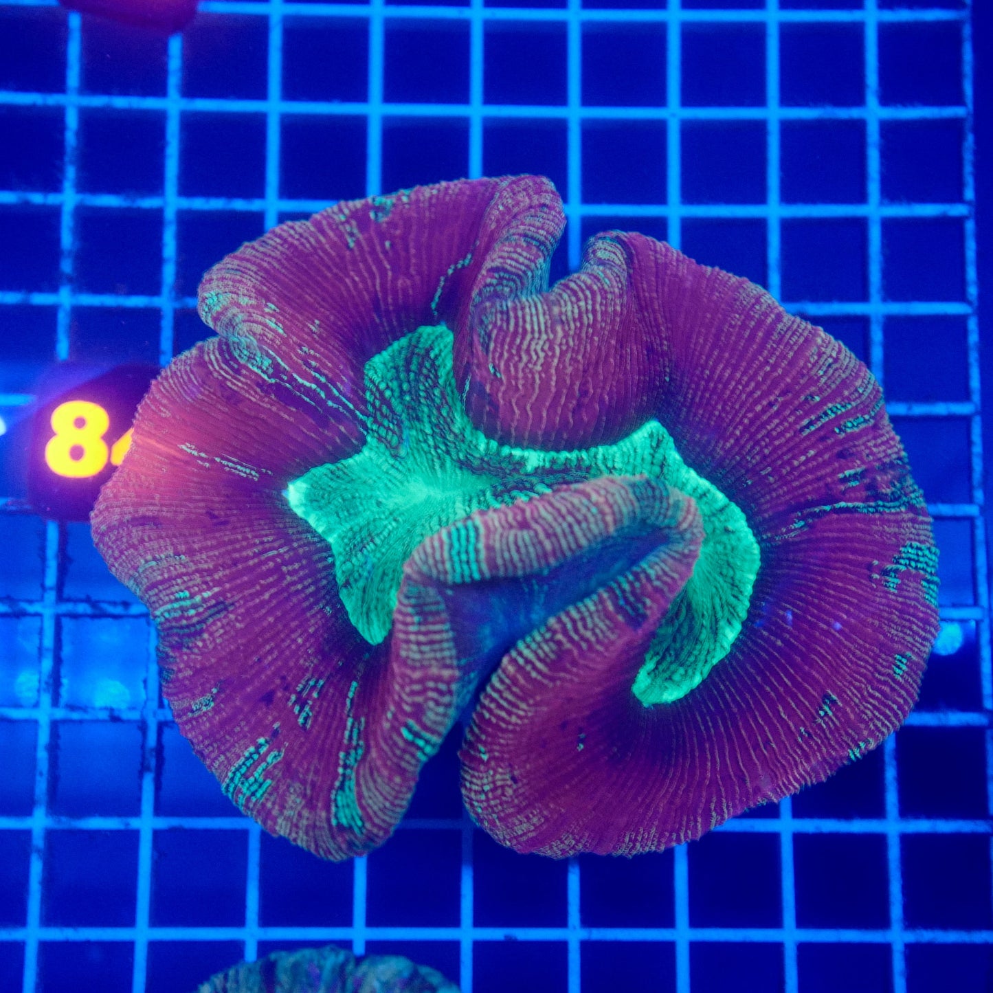 (WYSIWYG) Red/Green Trachy 84 (~5")
