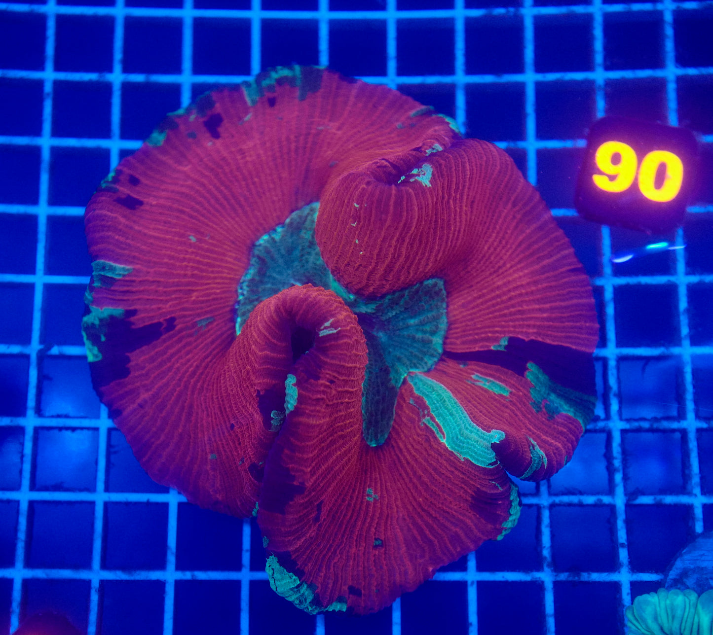 (WYSIWYG) Red/Green Trachy 90 (~5")