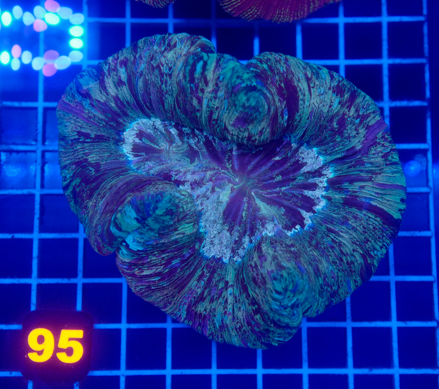 (WYSIWYG) Rainbow Trachy 95 (~6")