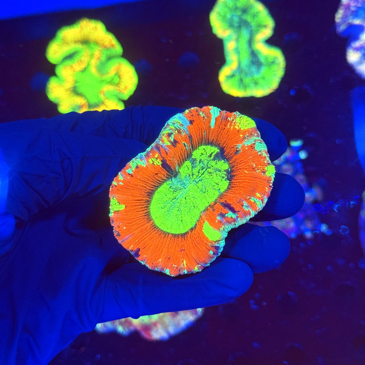 WYSIWYG Trachyphyllia open brain P2A2
