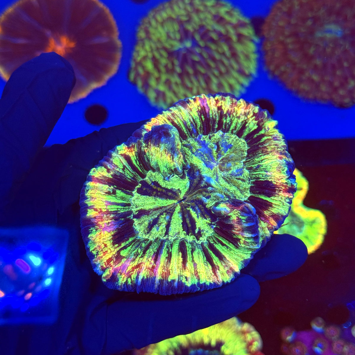 WYSIWYG Trachyphyllia open brain P2B1