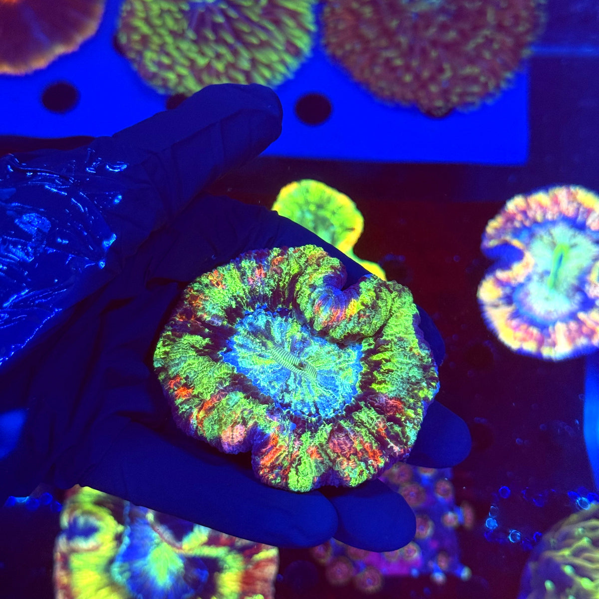 WYSIWYG Trachyphyllia open brain P2B2