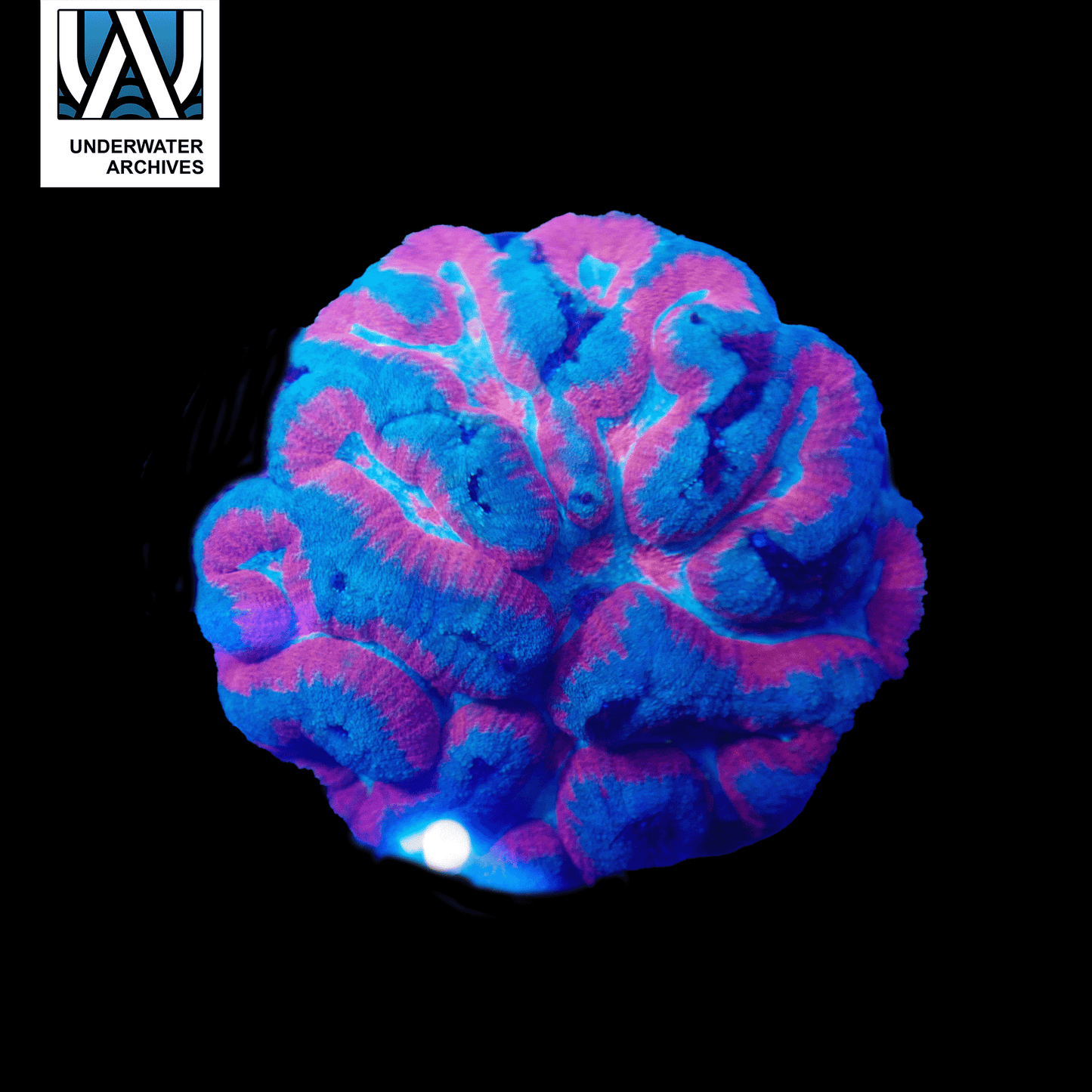 (WYSIWYG) Superman Symphyllia (~6")