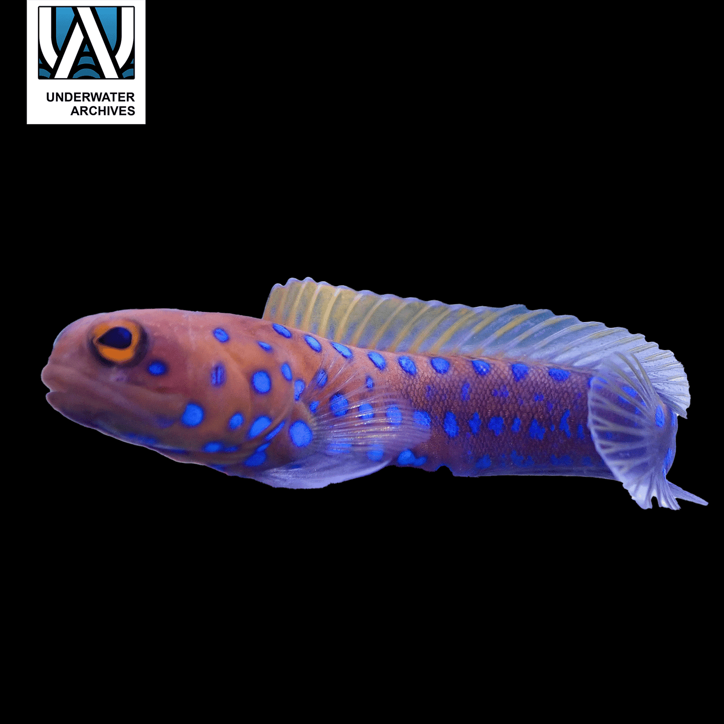 Blue-Spotted Jawfish (~3")