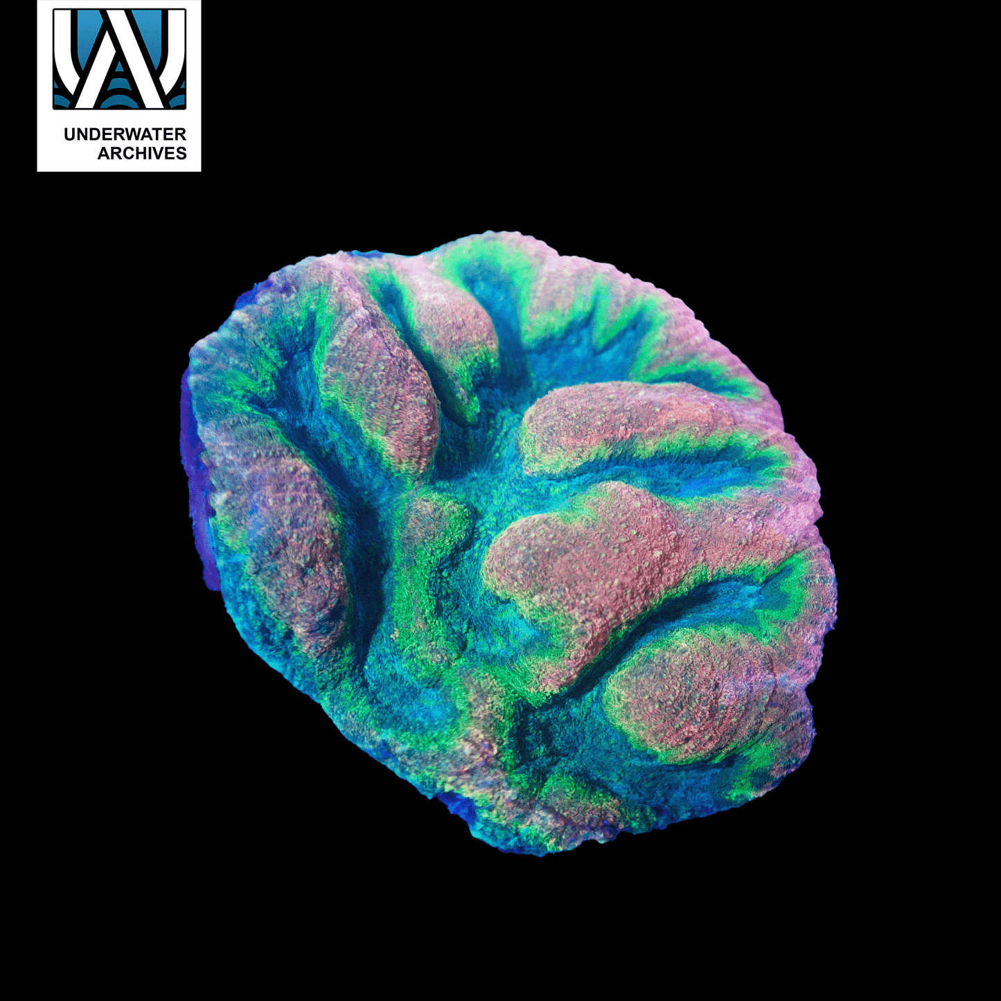 (WYSIWYG) Rainbow Symphyllia (~6")