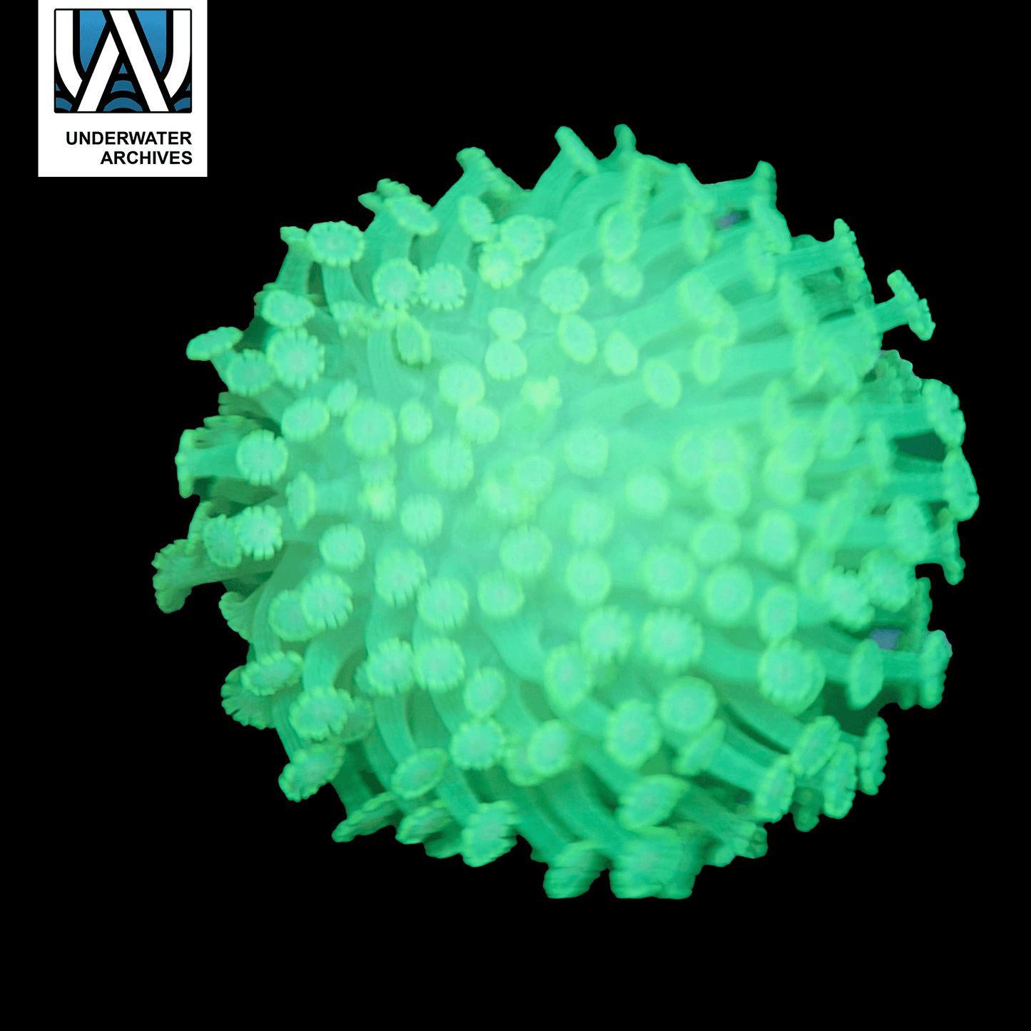 (WYSIWYG) Neon Green Goni (~2.5")
