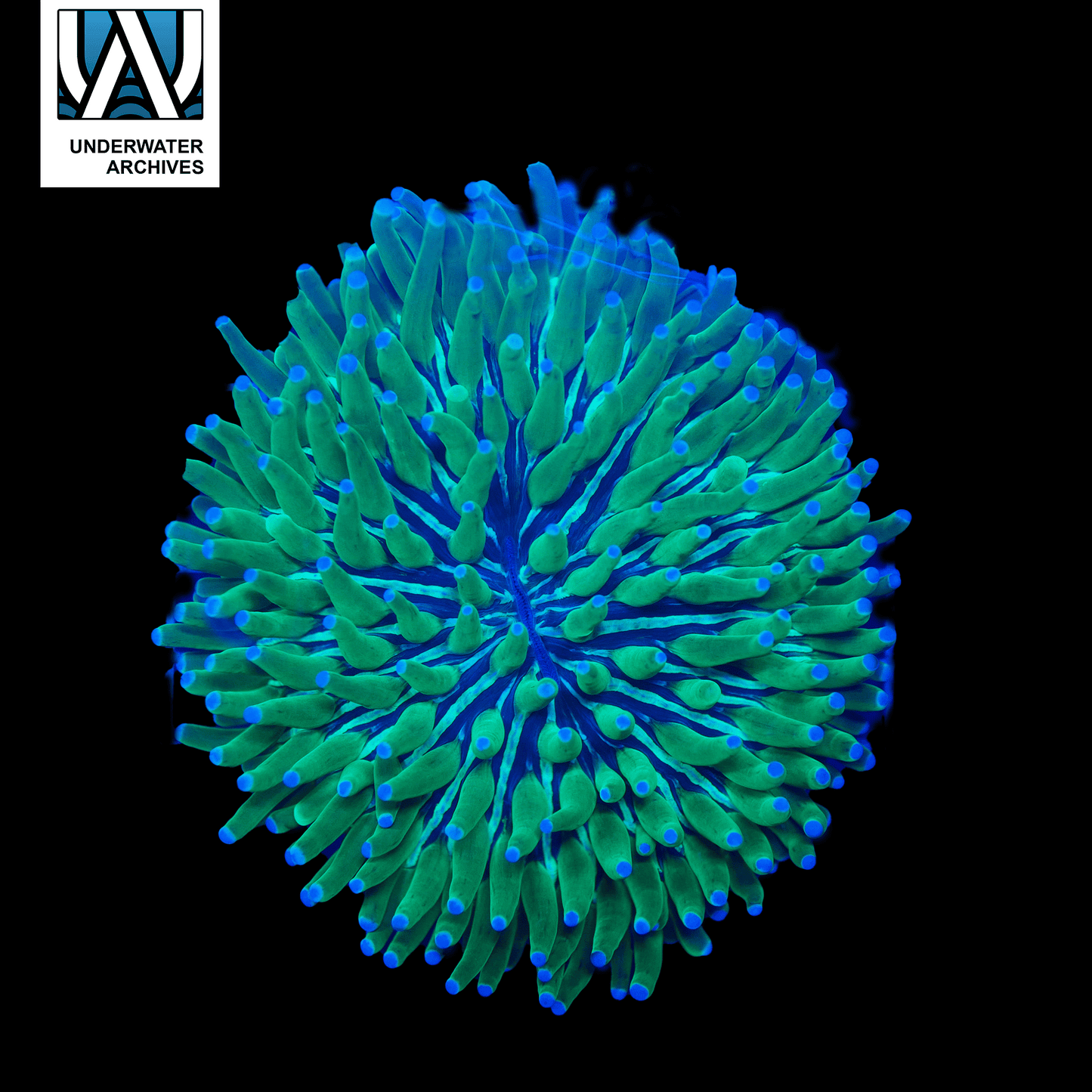 (WYSIWYG) Long Tentacle Plate XL 2 (~6.5")