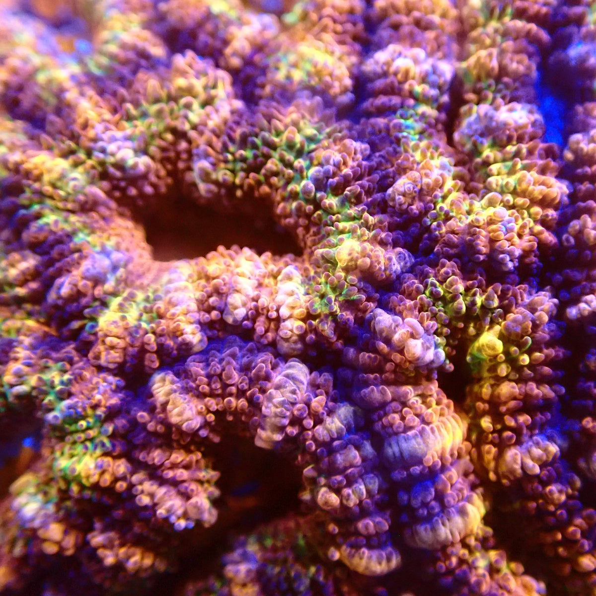 Ultraviolence Acan Frag