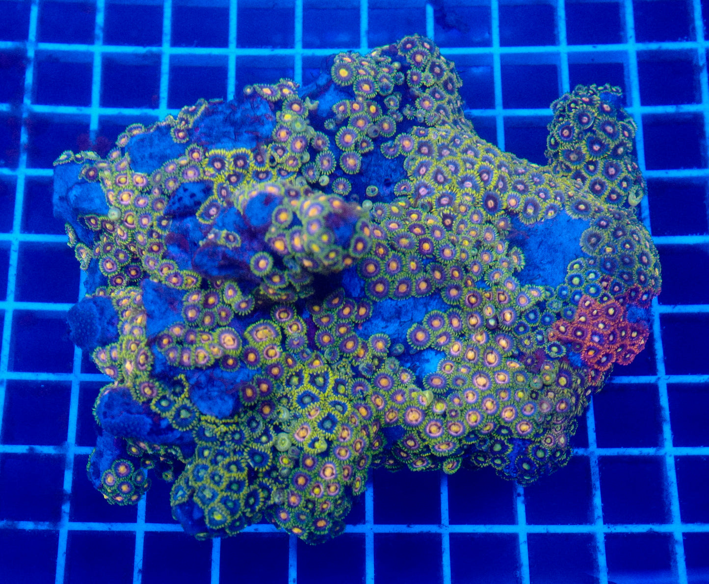 (WYSIWYG) Mixed Zoa Colony 2