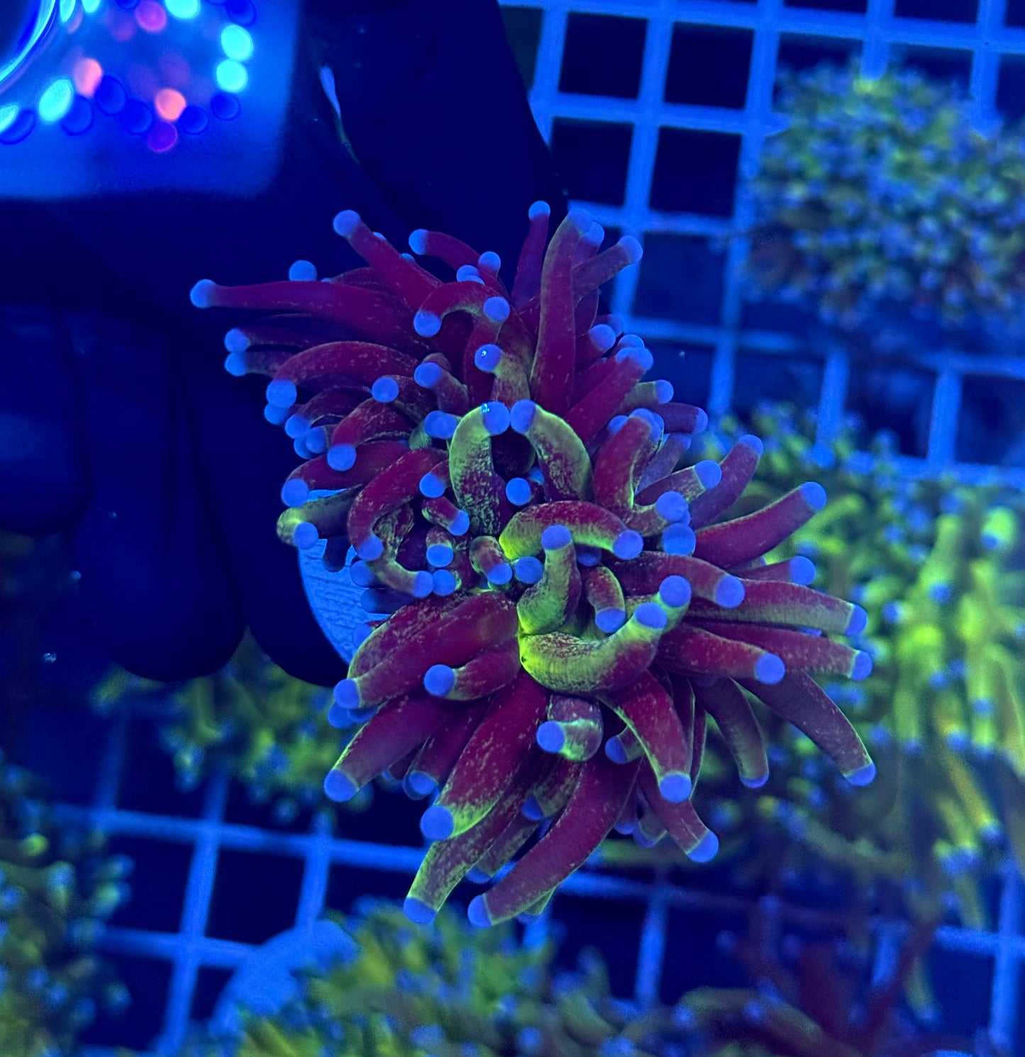 (WYSIWYG) Grafted Glitter Torch C2