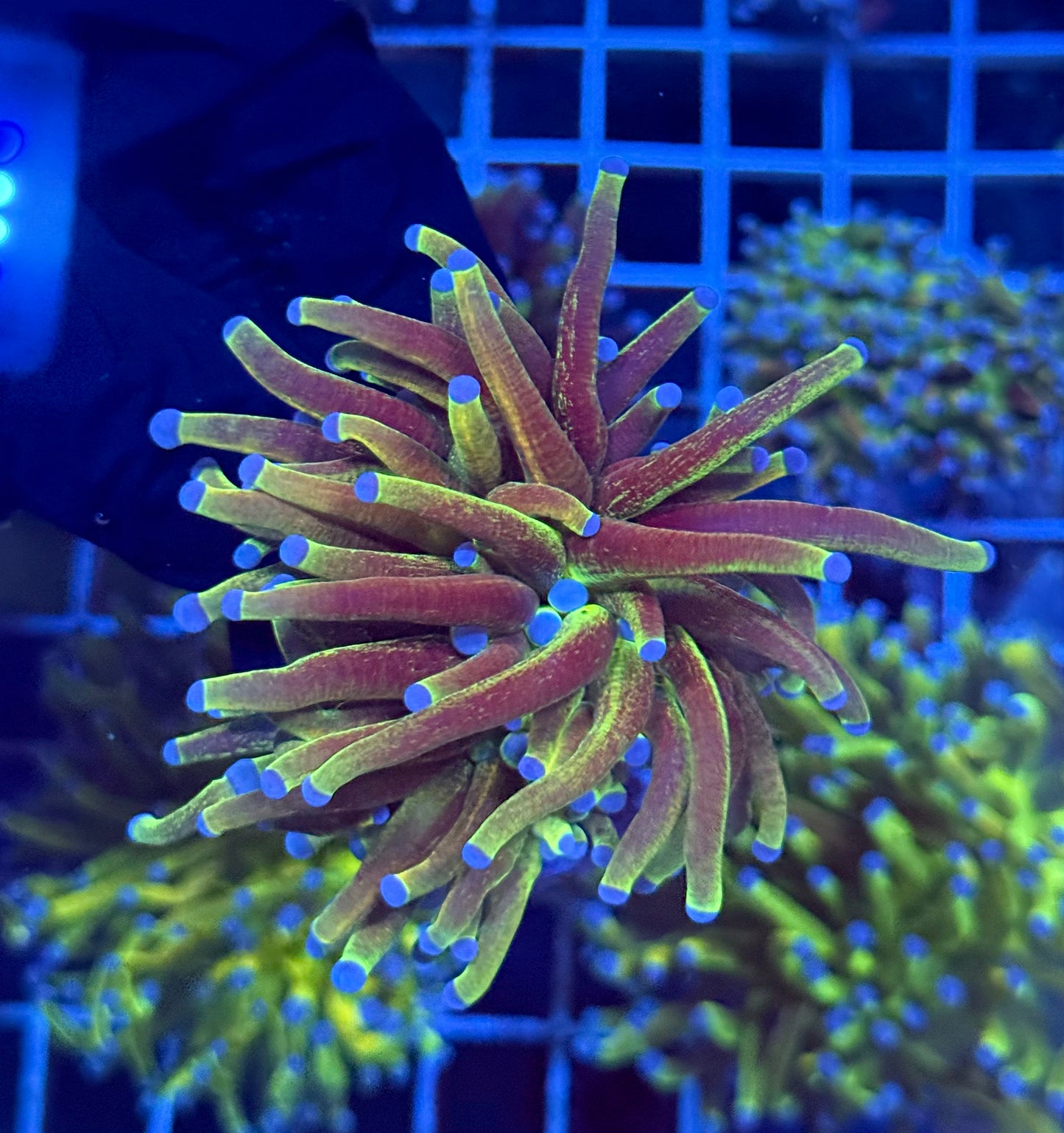 (WYSIWYG) Grafted Glitter Torch D3