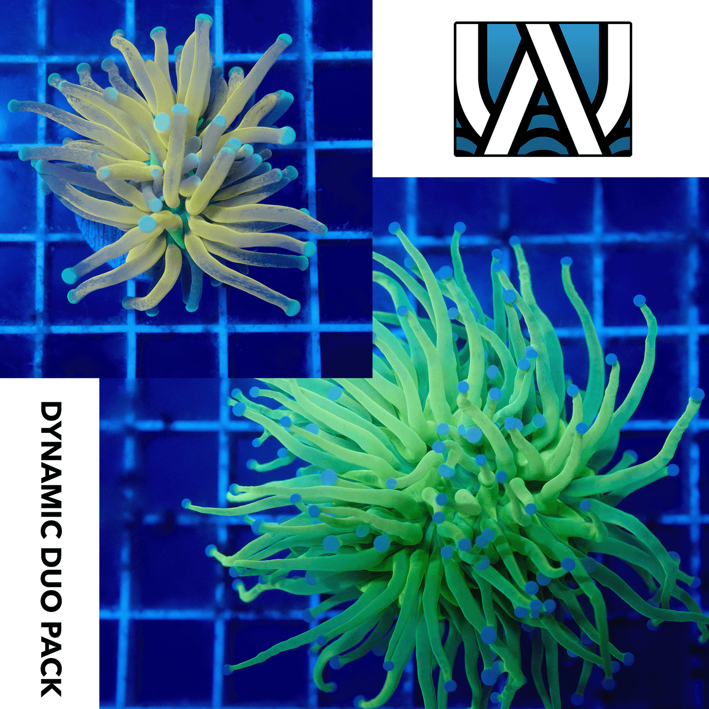 Torch Dynamic Duo Pack ($480 Value)