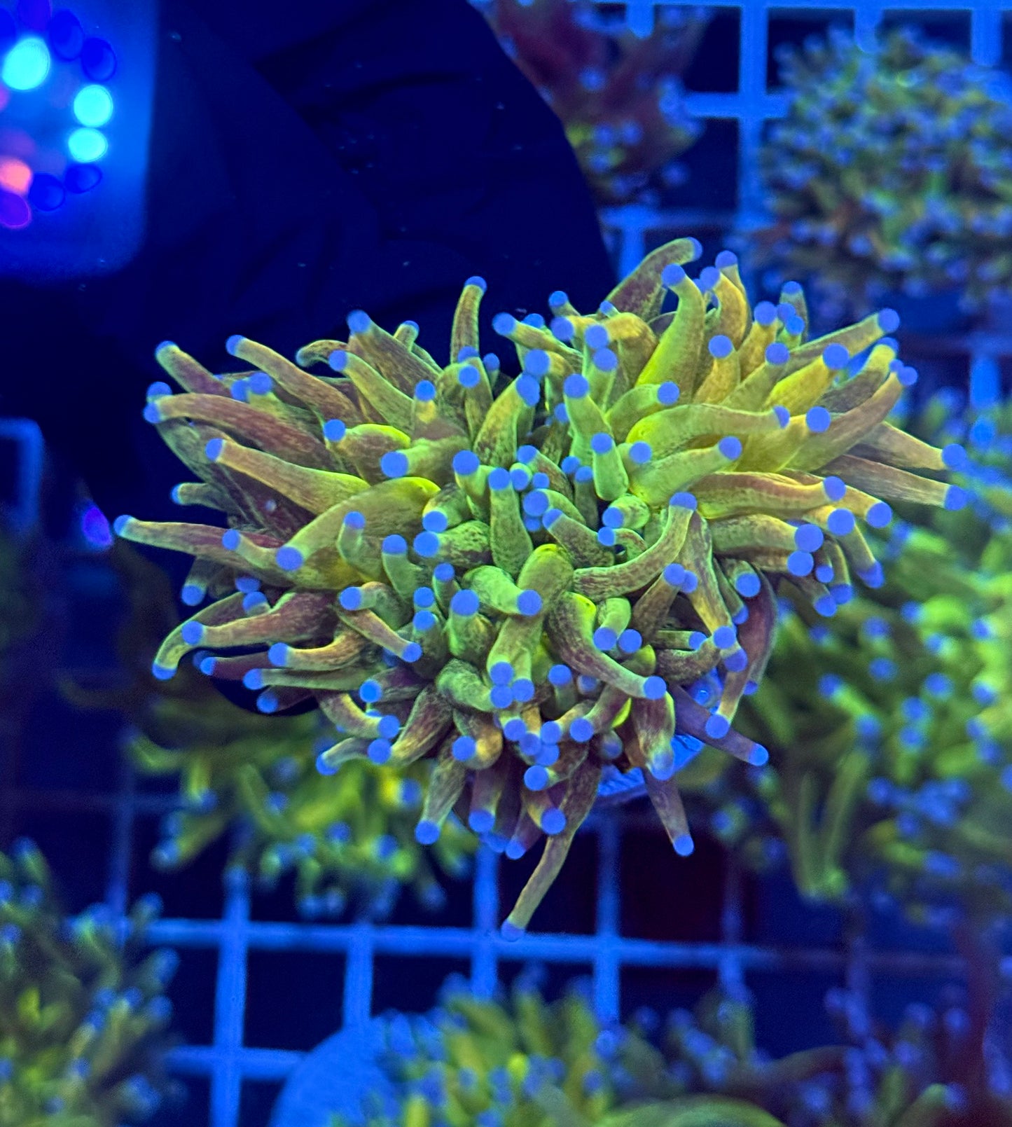 (WYSIWYG) Grafted Glitter Torch E2