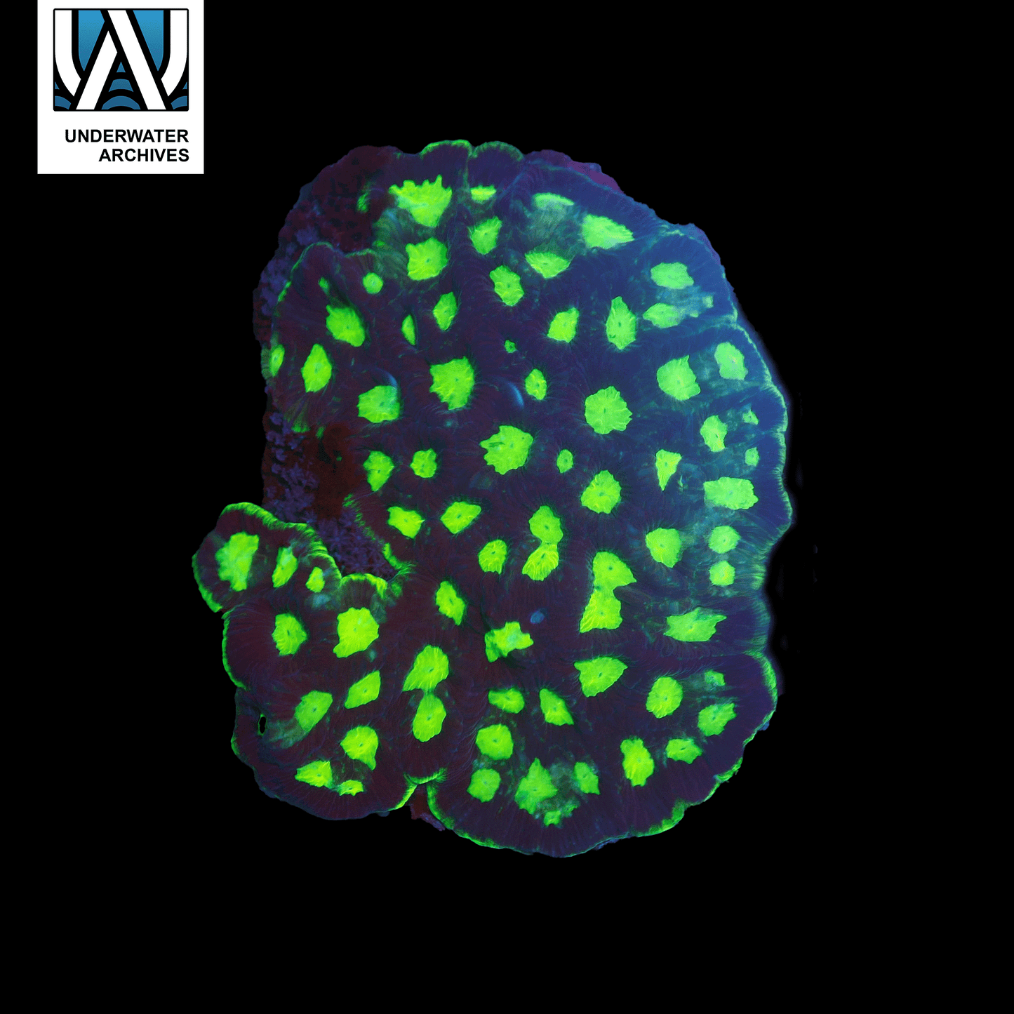 (WYSIWYG) Black/Green Favia (5.5")