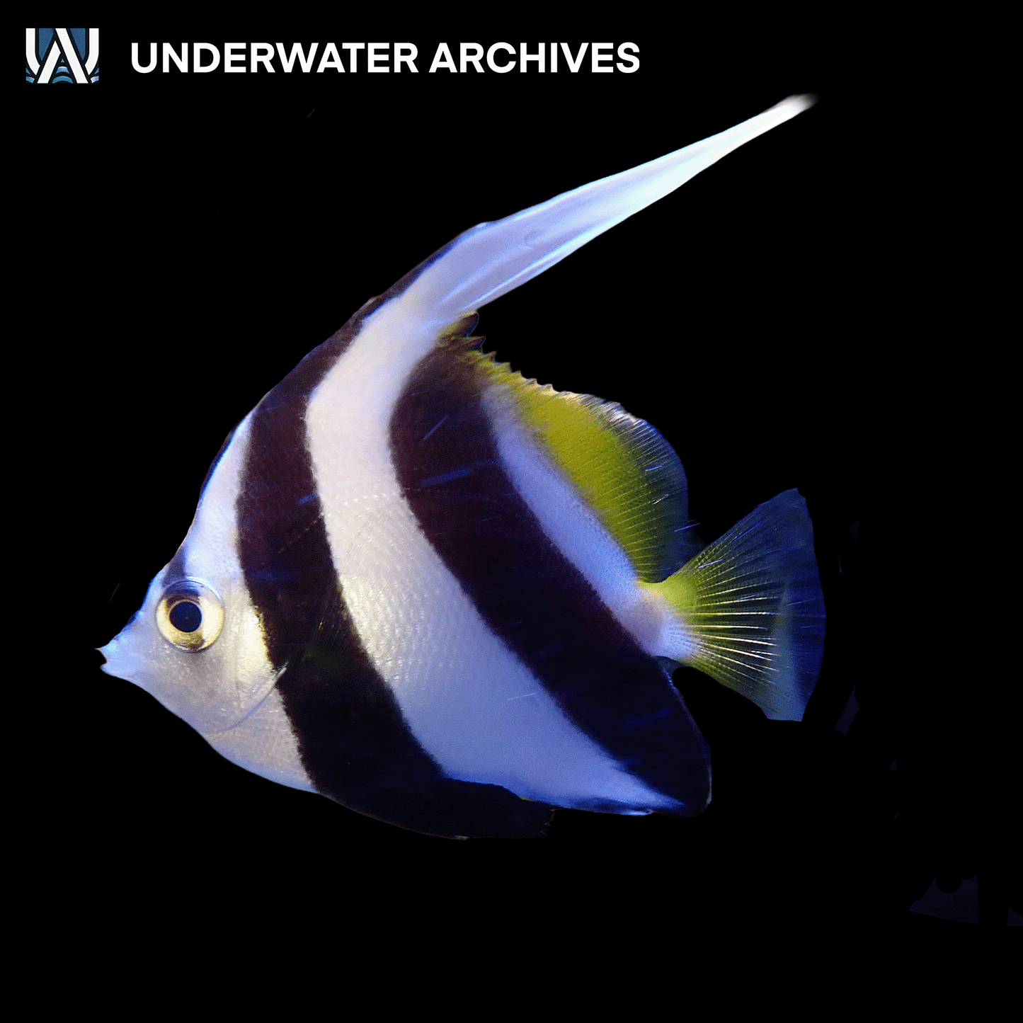 Heniochus Butterflyfish (Black & White)