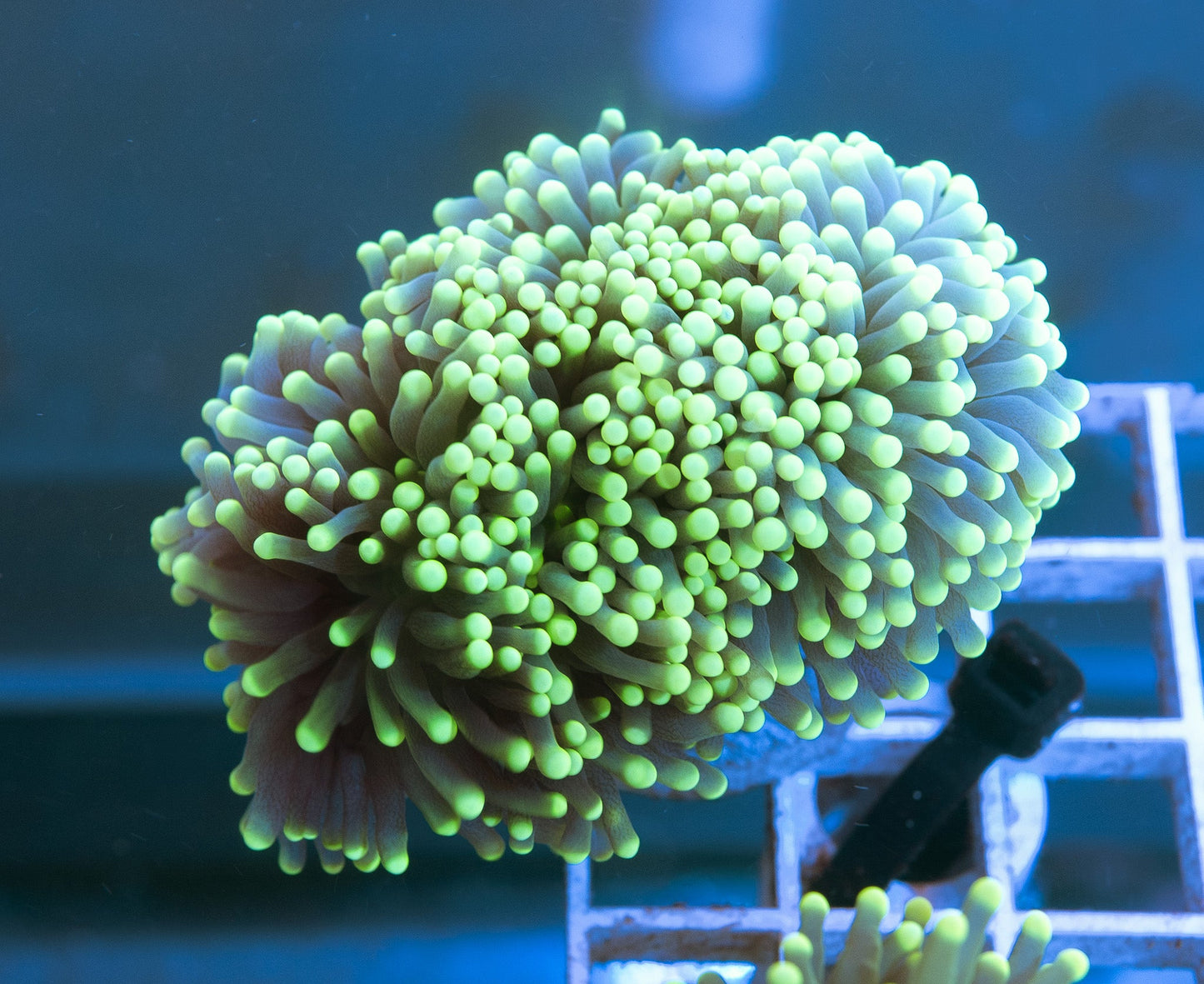 K7 (WYSIWYG) Black Torch Frag 1 Head