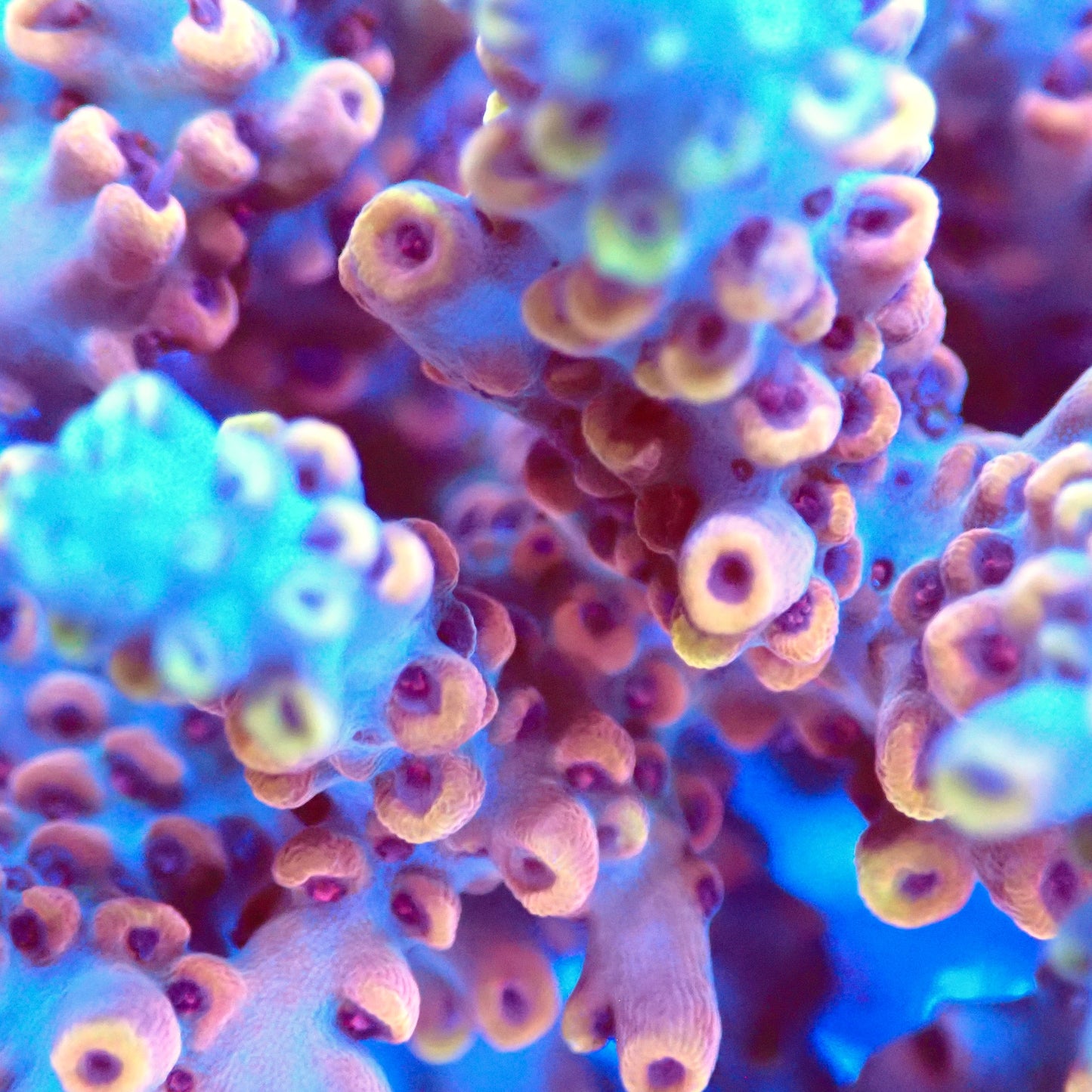 Acro Colony T2A1 macro