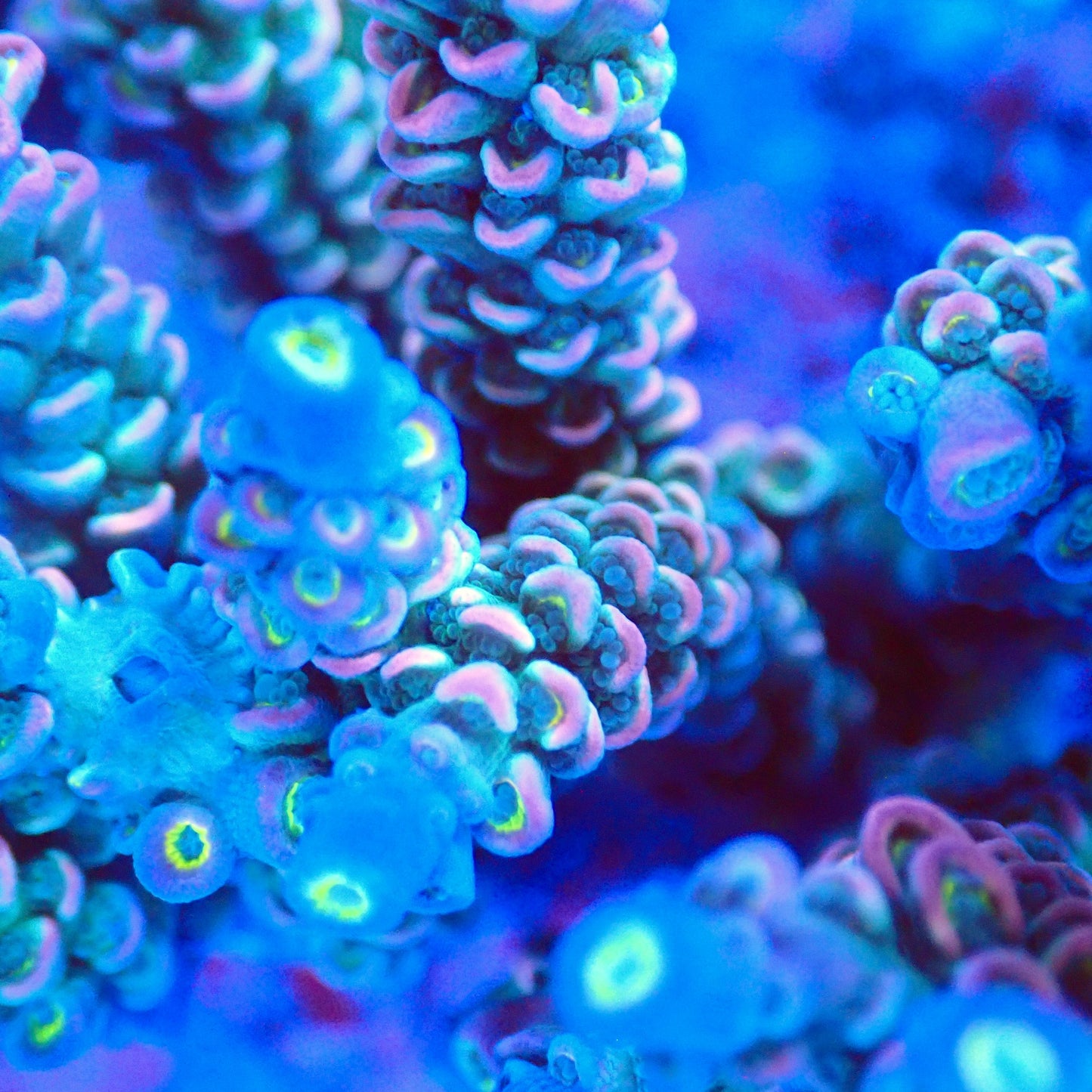 Acro Colony T2A3 macro