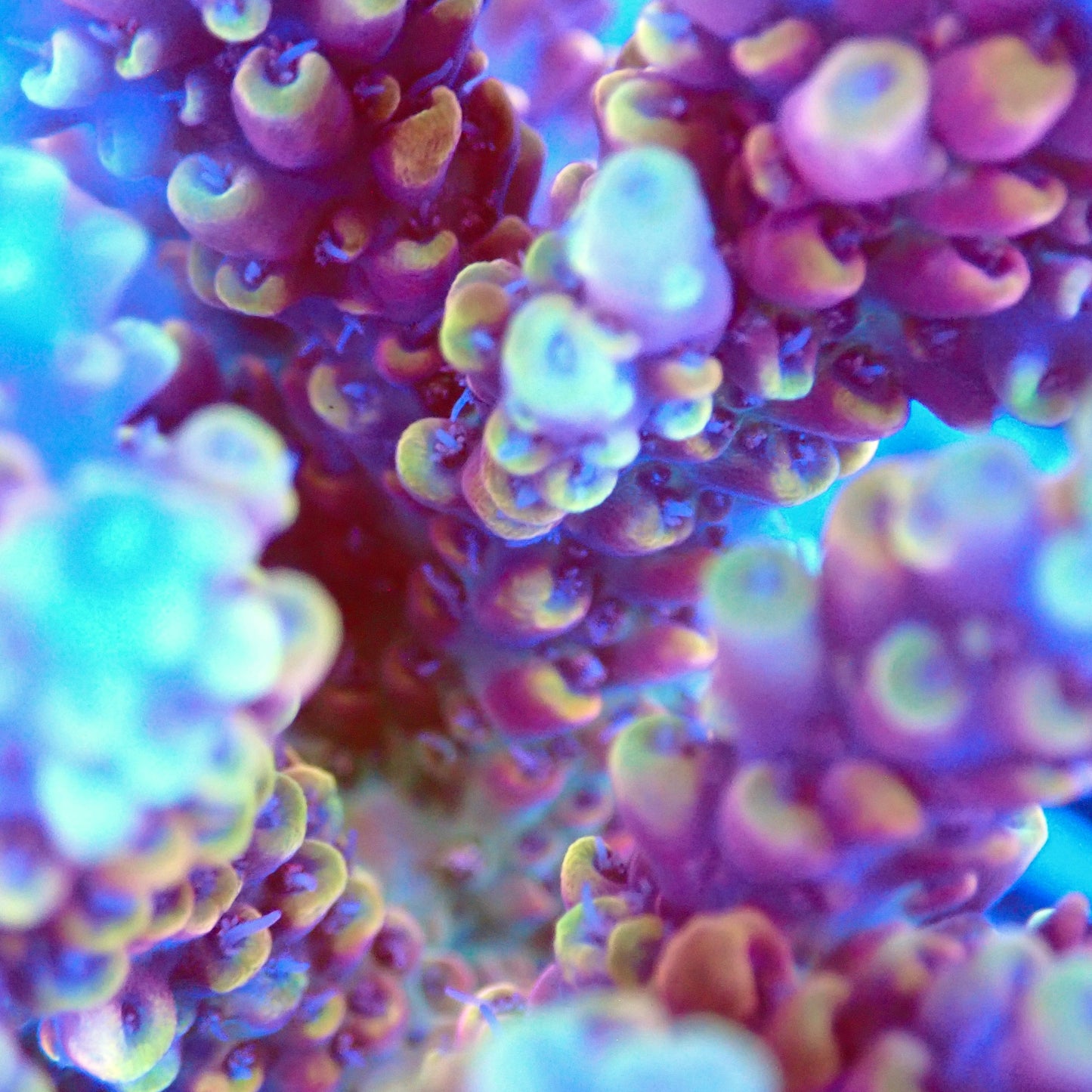 Acro Colony T2A8 macro