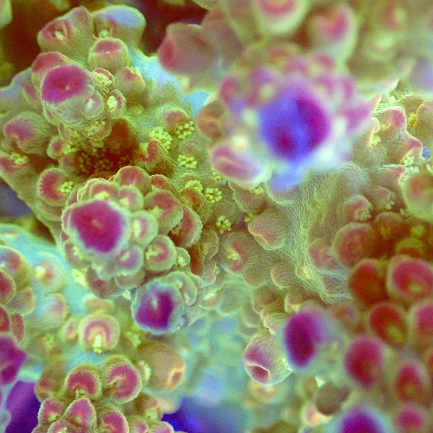Acro Colony T2B7 macro