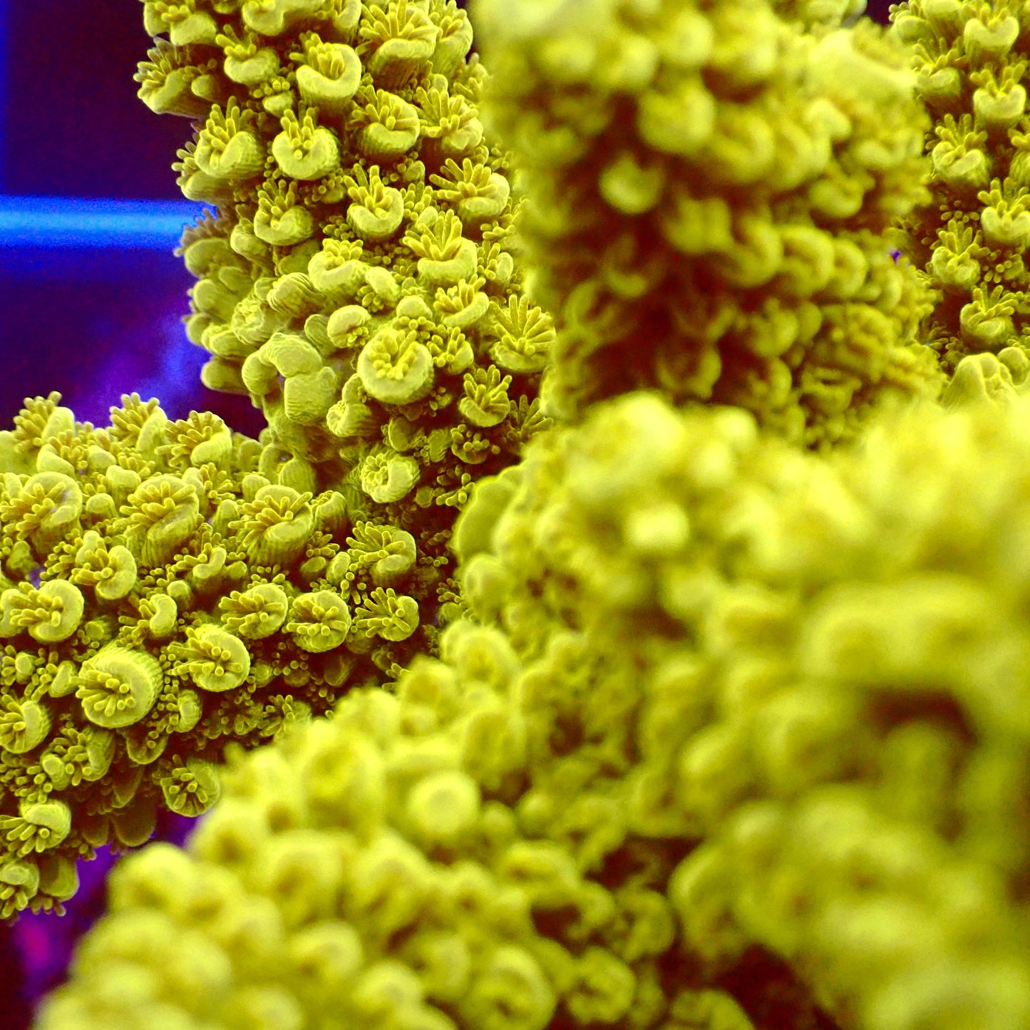 Acro Colony T2D5 macro