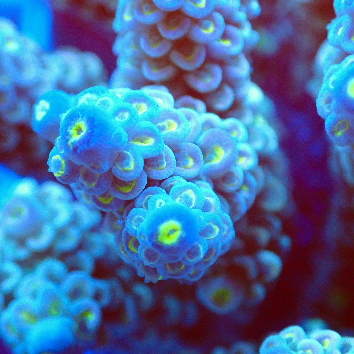 Acro Colony T2D9 macro
