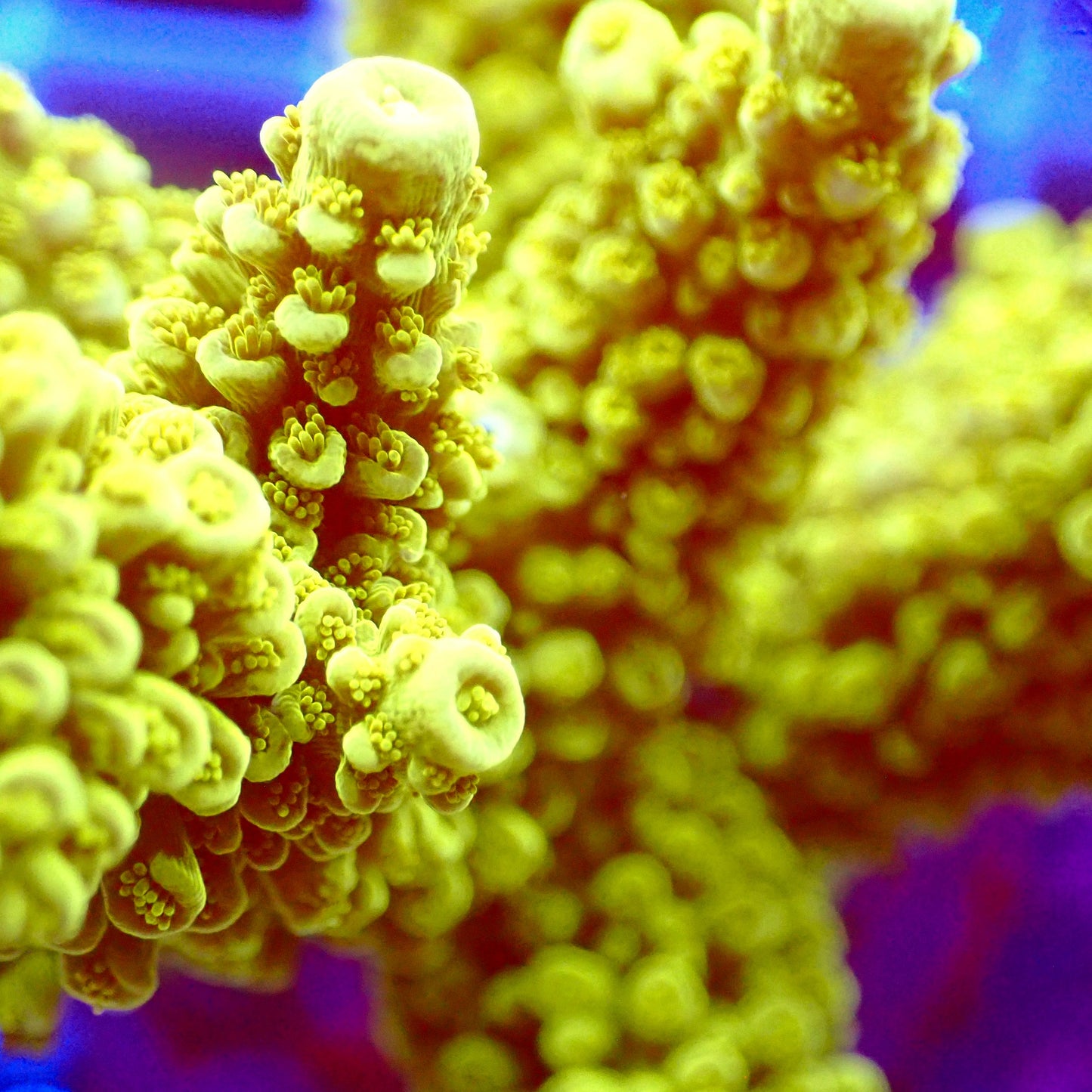 Acro Colony T2E10 macro