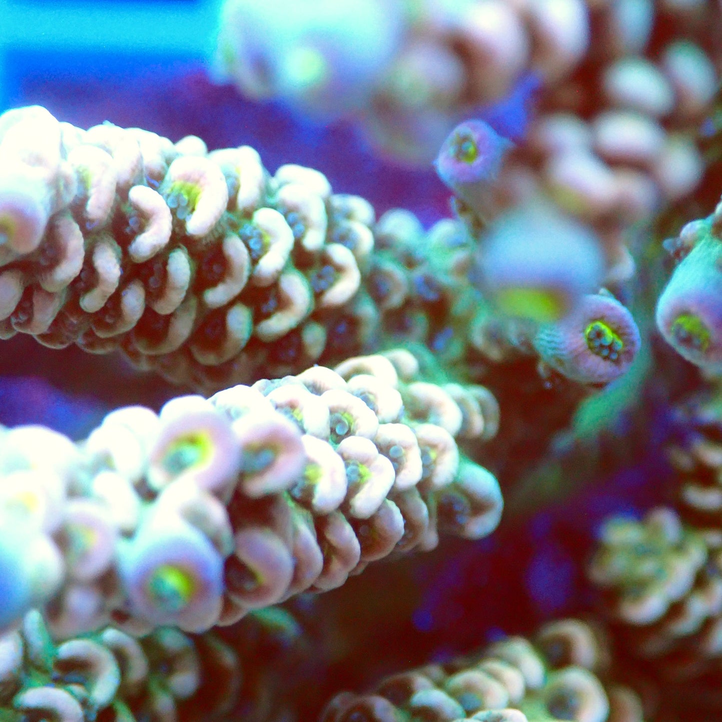 Acro Colony T2E9 macro