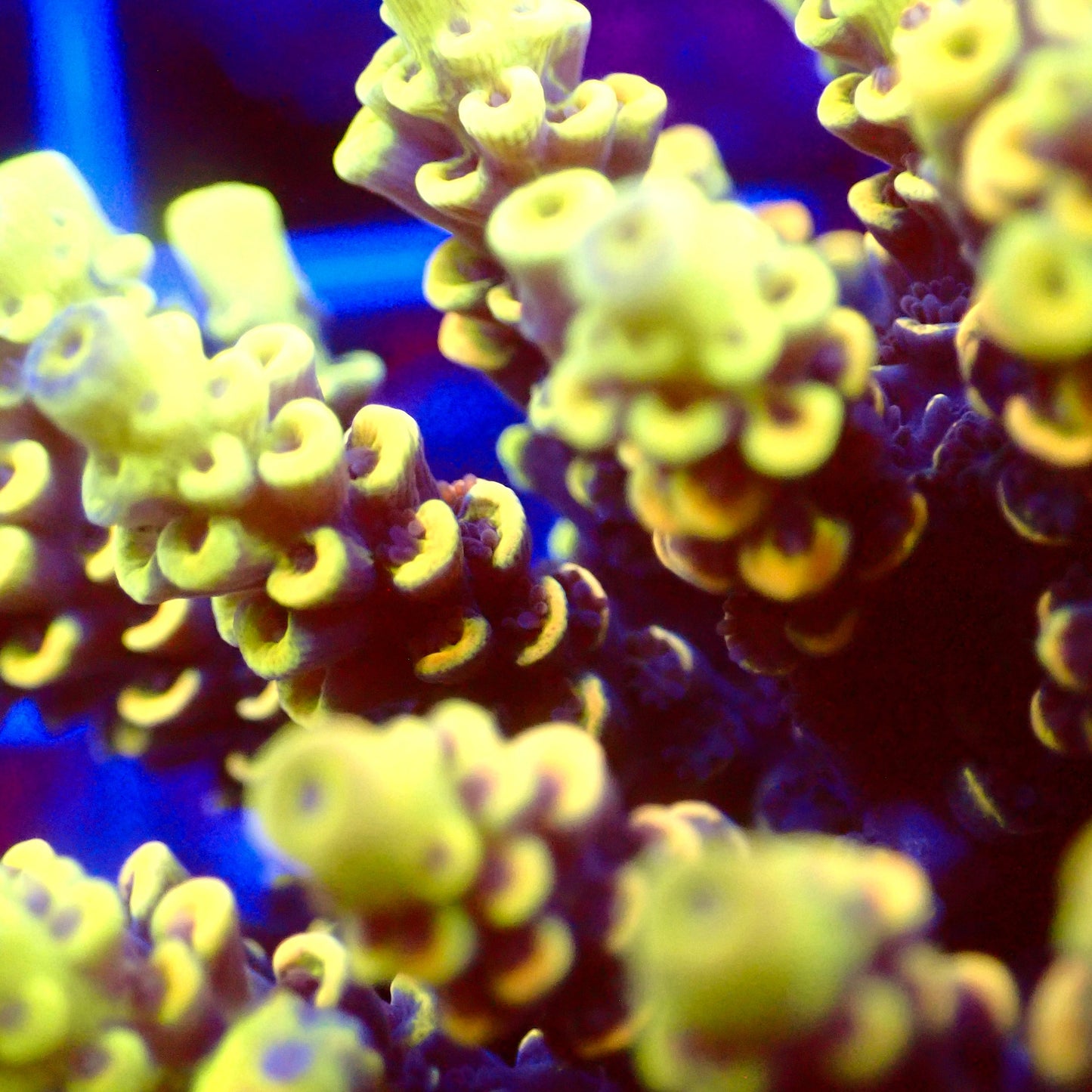 Acro Colony T2F5 macro