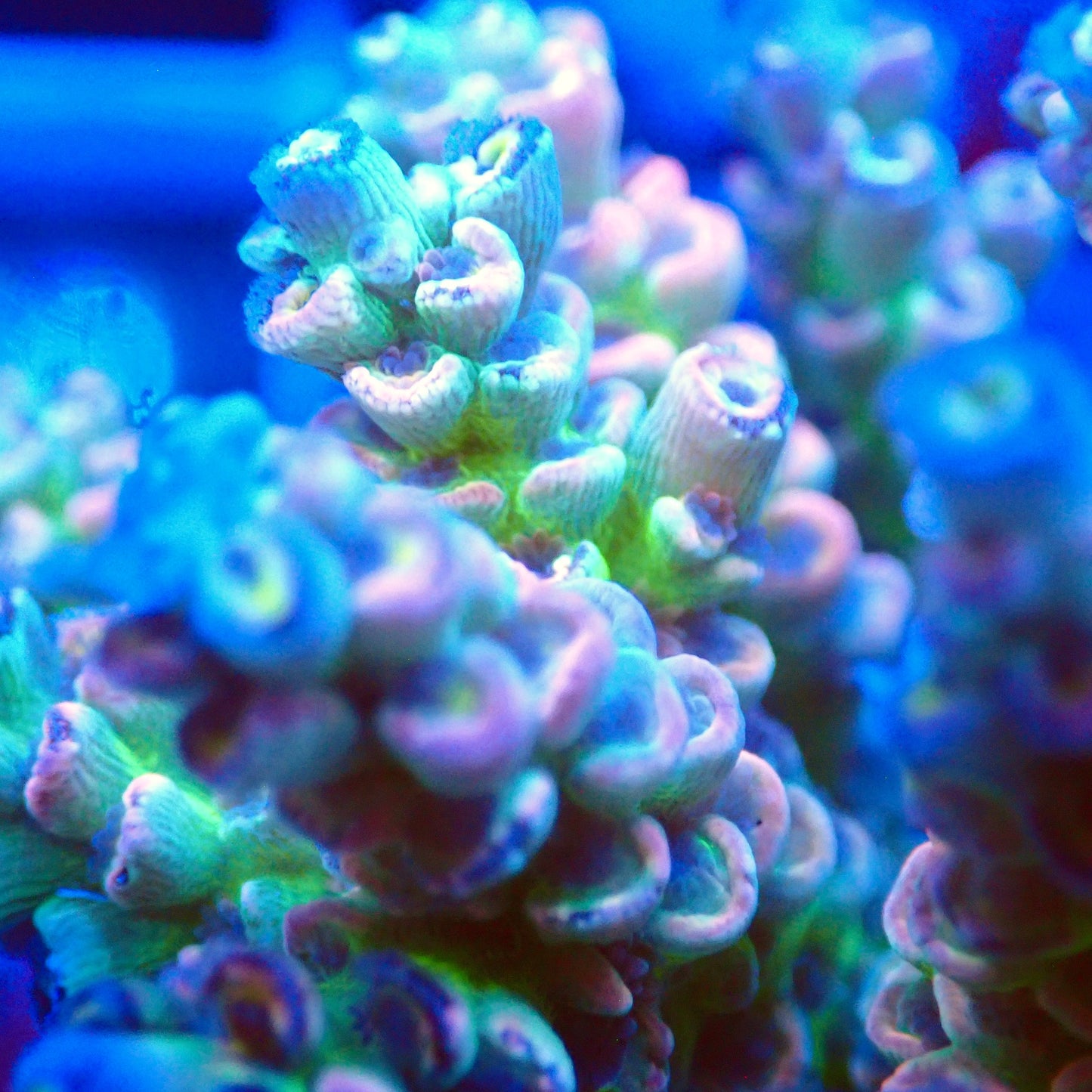 Acro Colony T2F7 macro