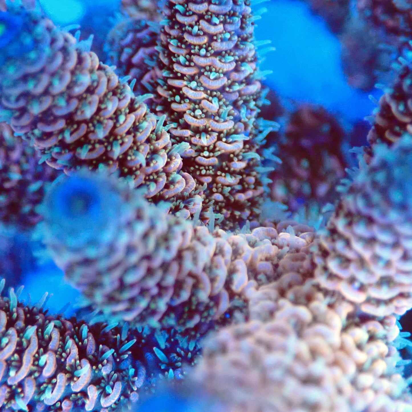 Acro Colony T2G1 macro