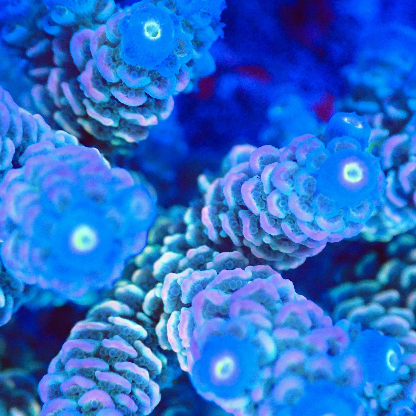 Acro Colony T2G8 macro