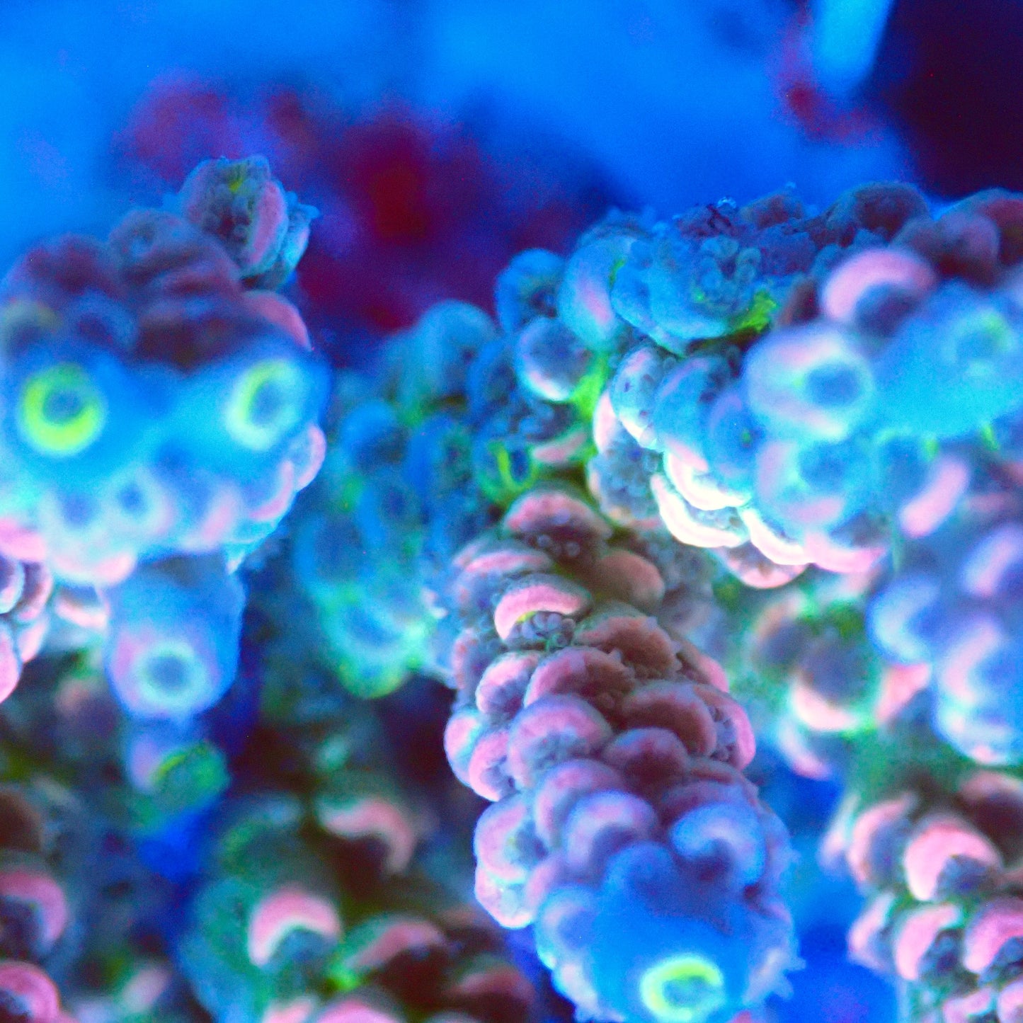 Acro Colony T3A3 macro
