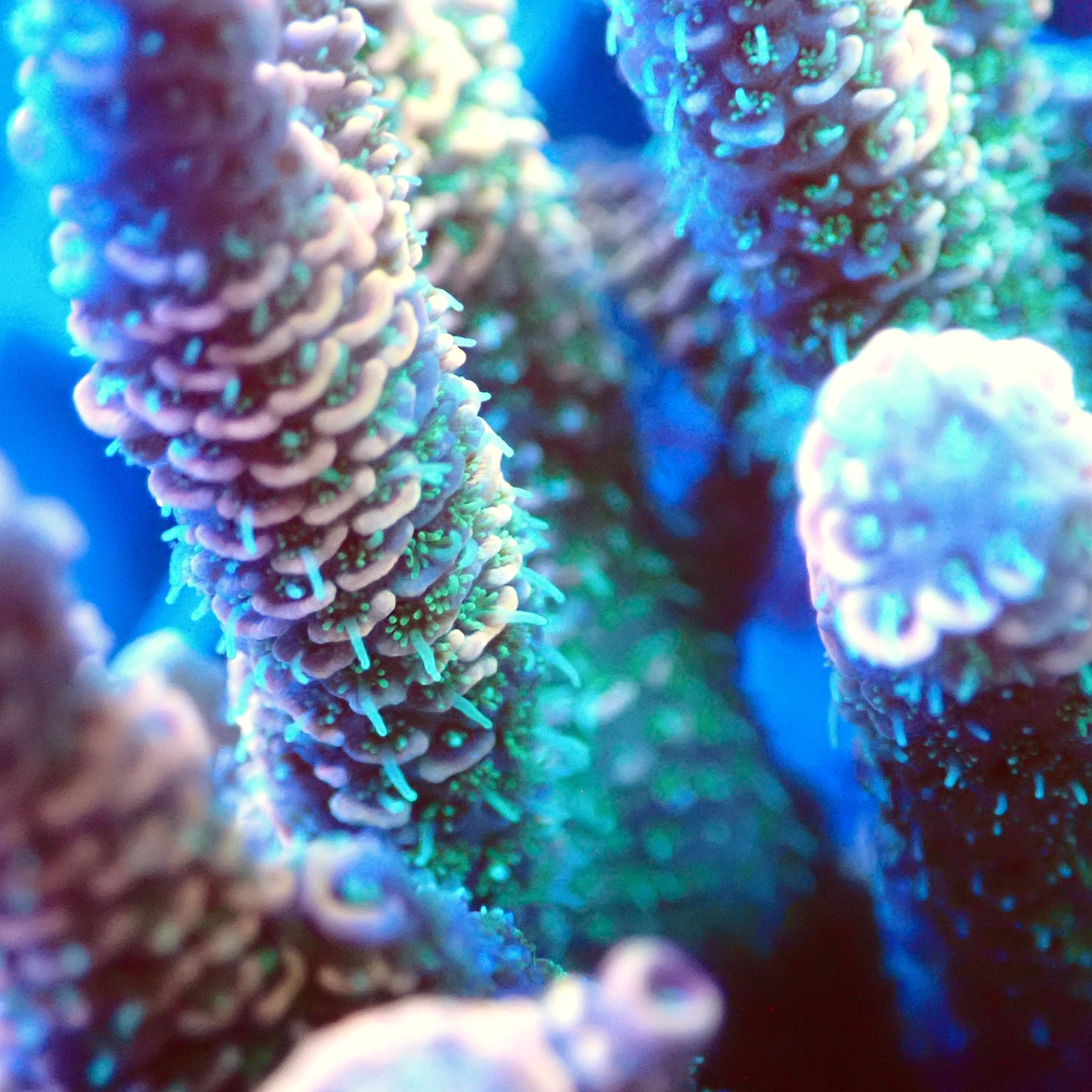 Acro Colony T3B1 macro