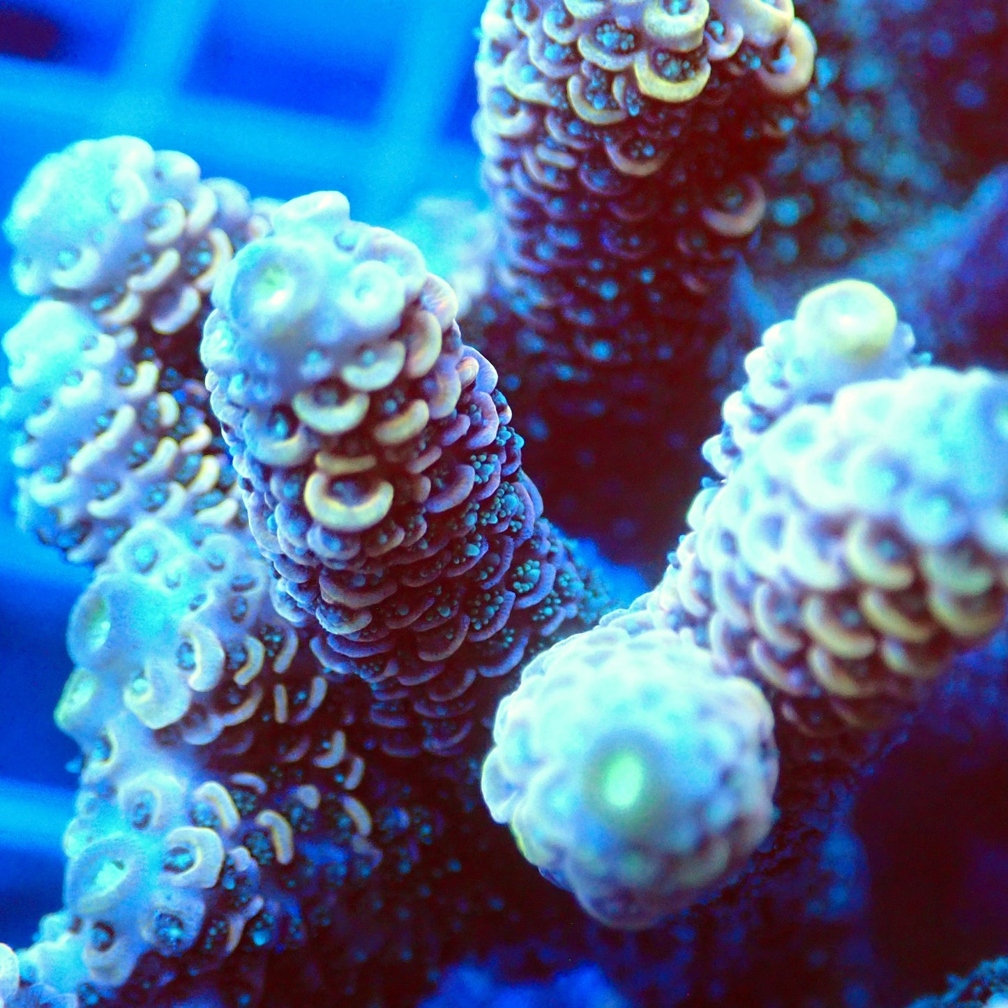 Acro Colony T3B5 macro