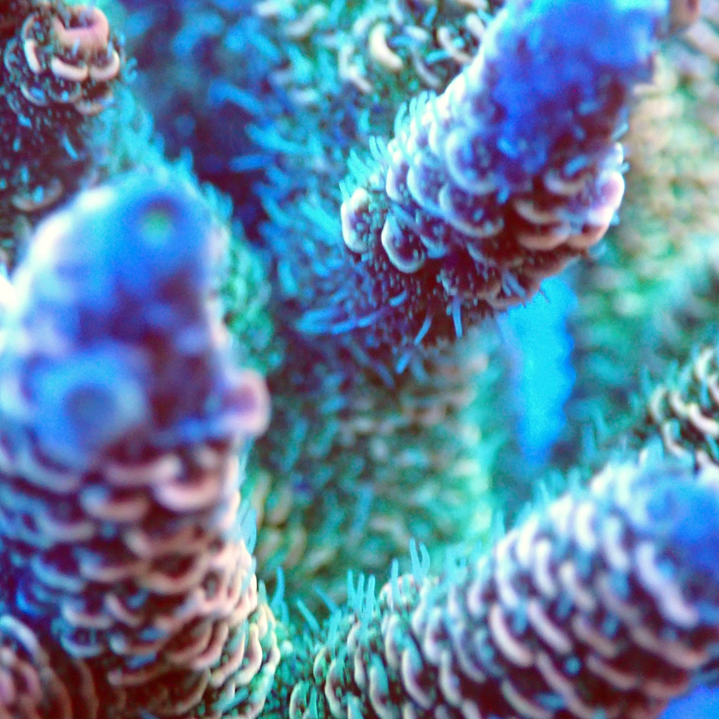 Acro Colony T3B6 macro