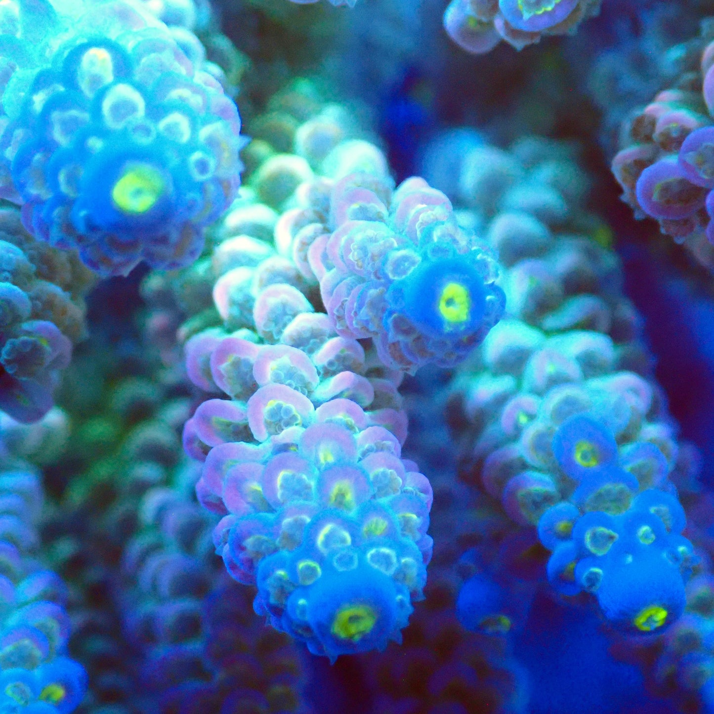 Acro Colony T3C1 macro