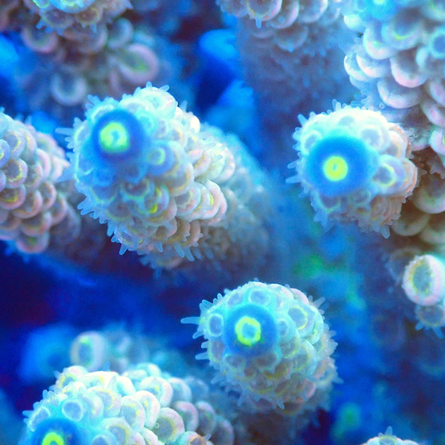 Acro Colony T3C3 macro