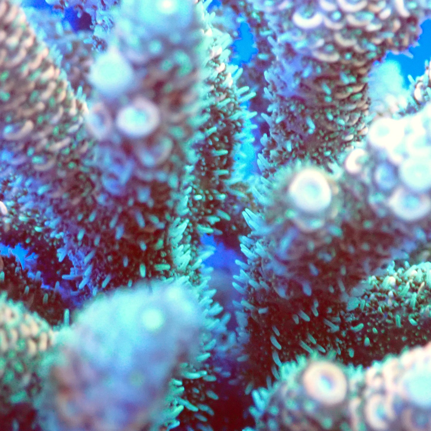 Acro Colony T3C6 macro