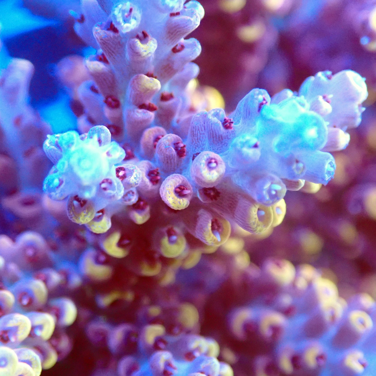 Acro Colony T3D2 macro