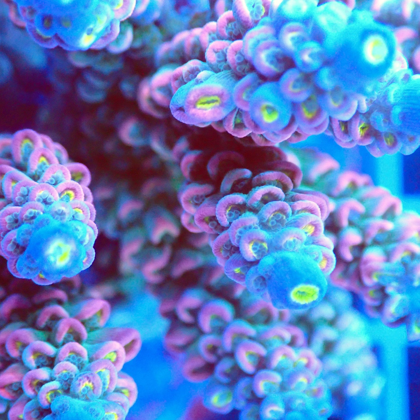 Acro Colony T3E2 macro