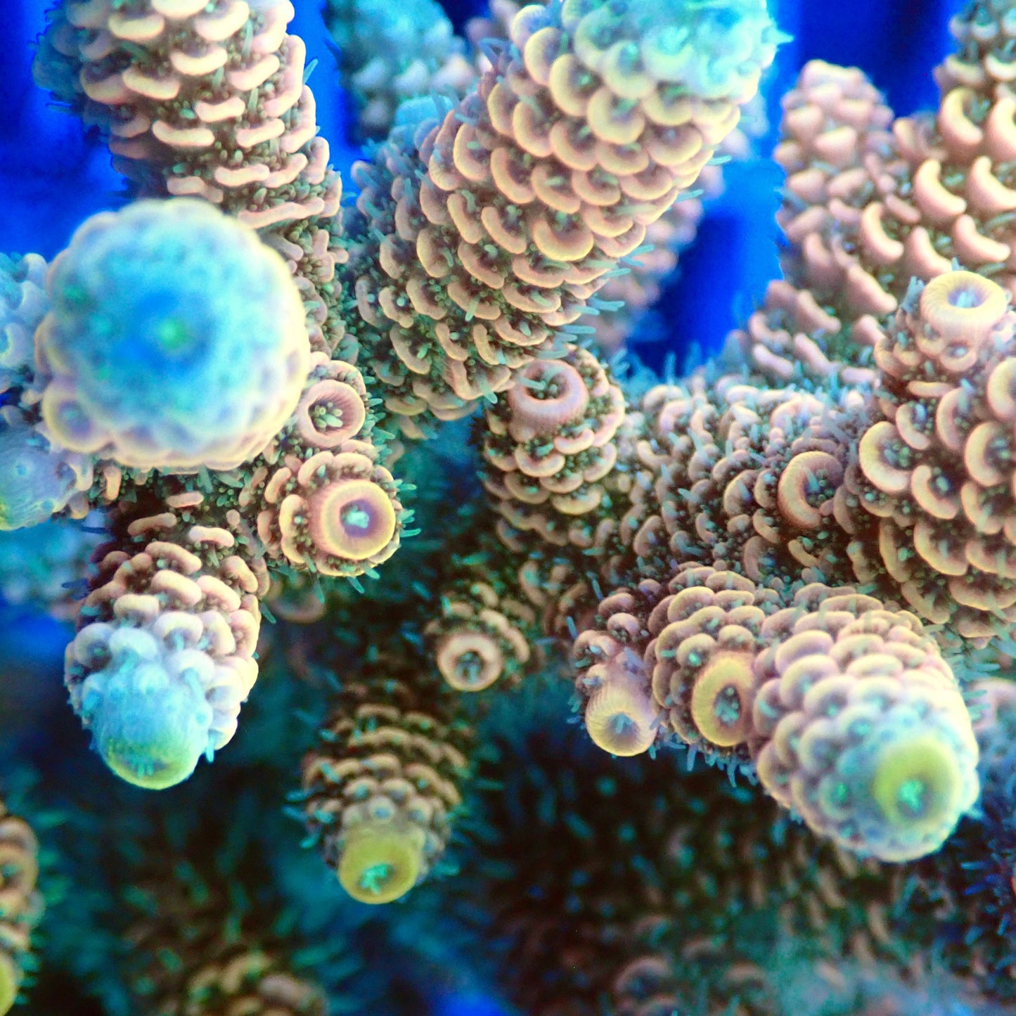 Acro Colony T3F4 macro