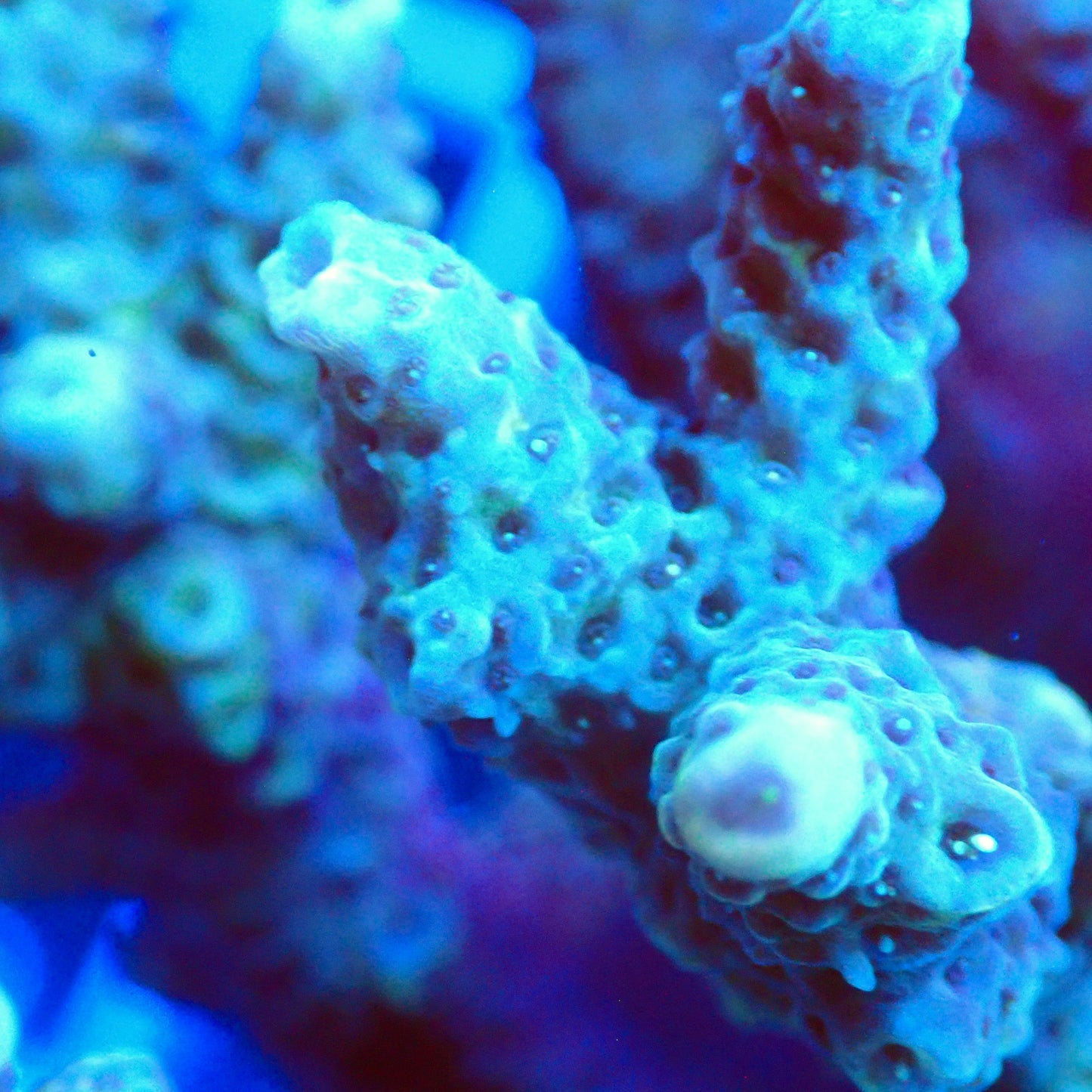 Acro Colony T3G1 macro