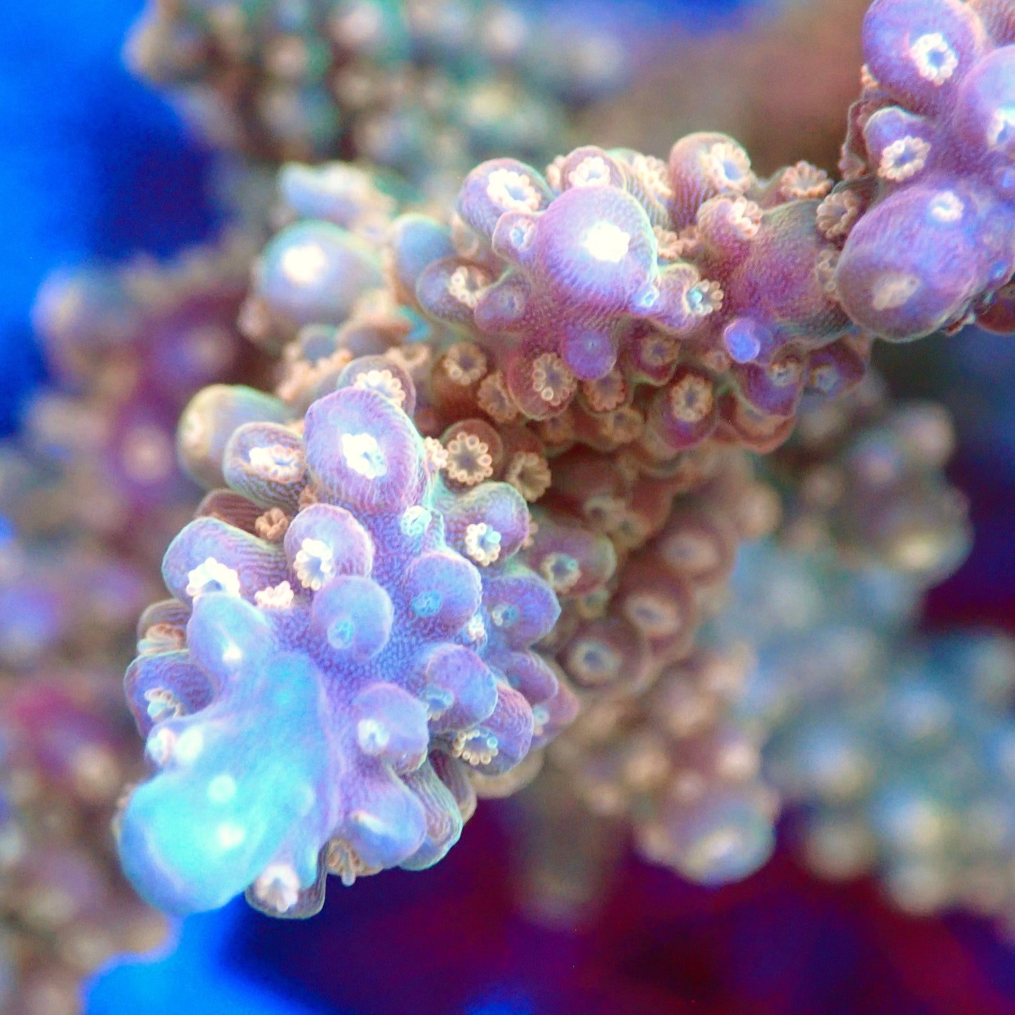 Acro Colony T3G2 macro