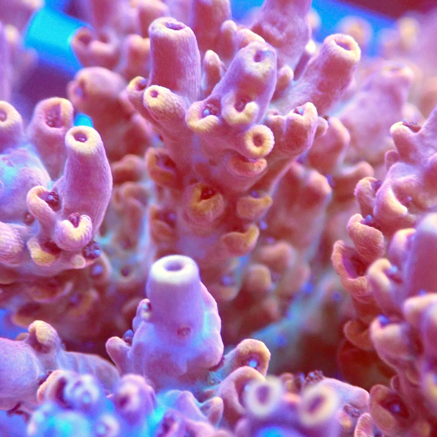 Acro Colony T3H2 macro