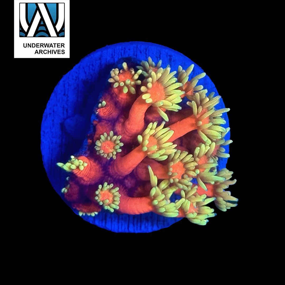 Hollywood Nights Master Goni