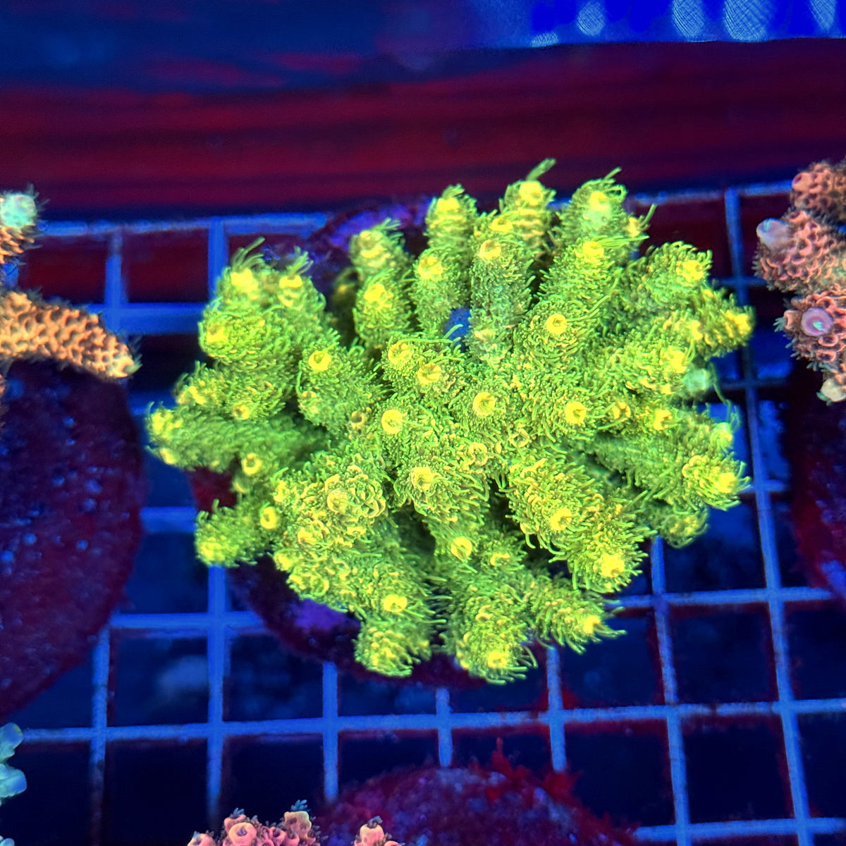 Acro Colony A10