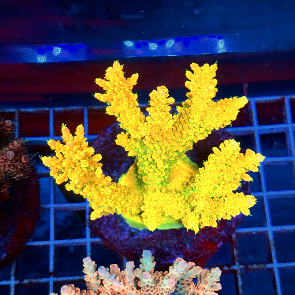 Acro Colony A12