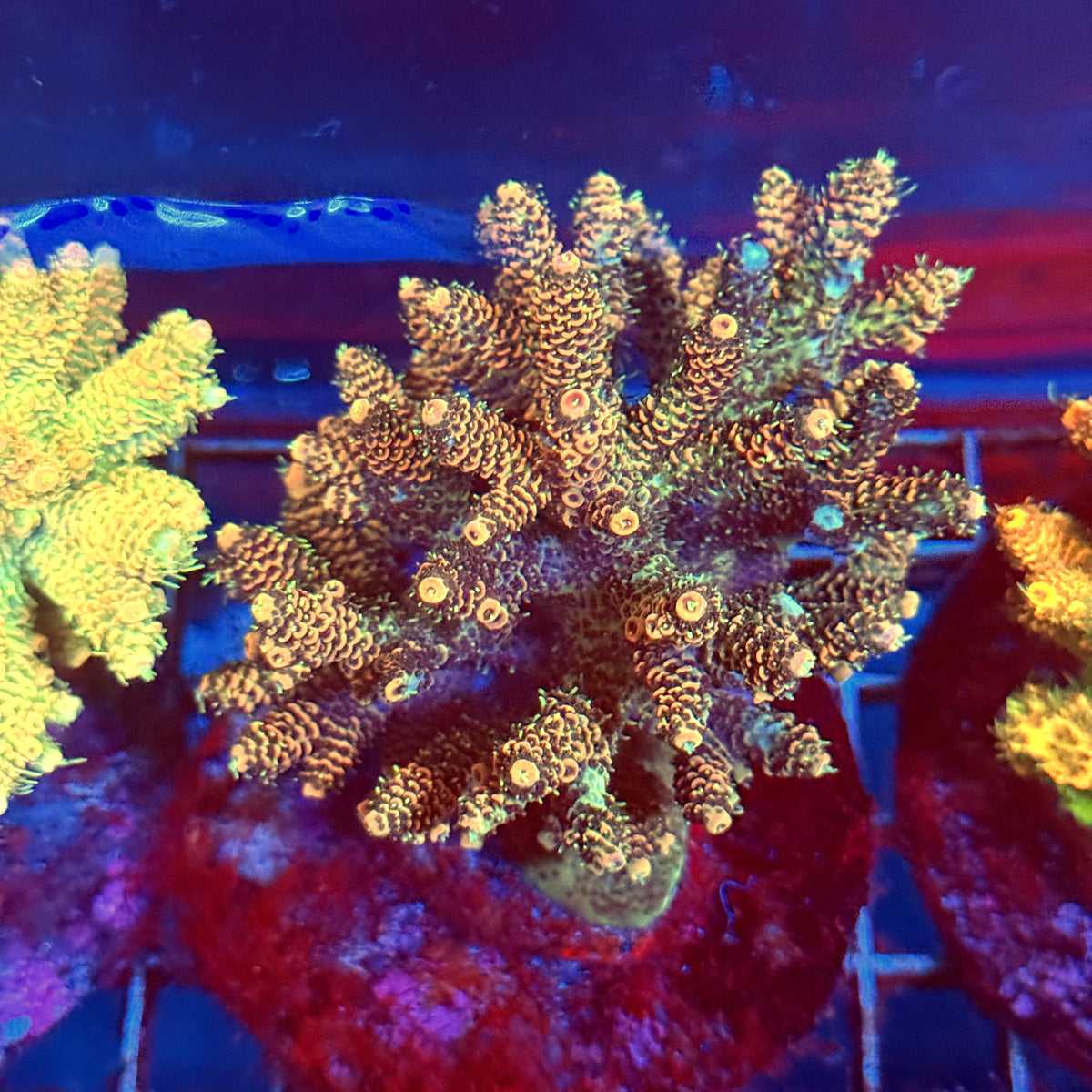 Acro Colony A6